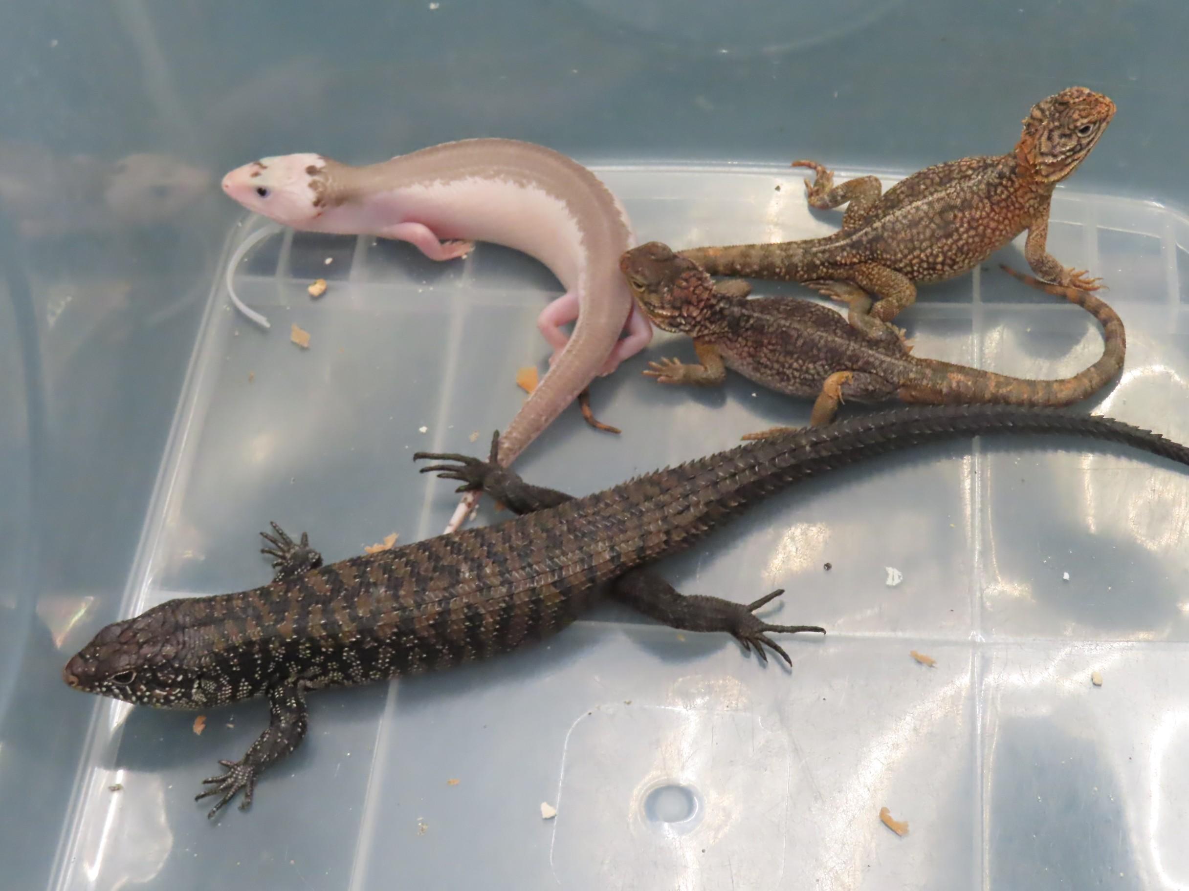 Hong Kong Customs seized 13 suspected scheduled endangered live lizards with an estimated market value of about $92,000 at Hong Kong International Airport on December 27. Photo shows some of the suspected scheduled endangered live lizards seized.