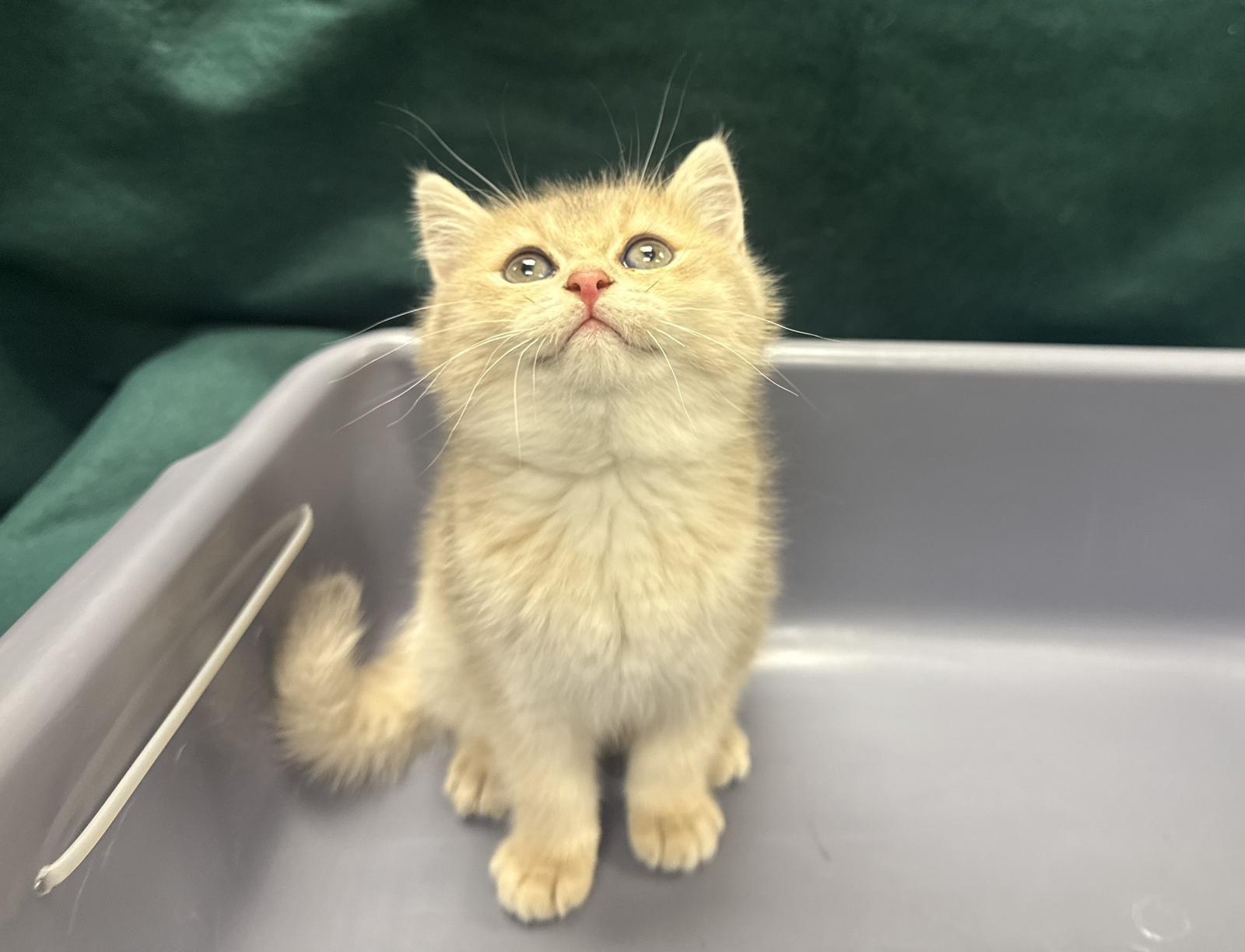 香港海關今日(一月六日)在羅湖管制站偵破一宗懷疑非法進口動物的案件,檢獲一隻懷疑非法進口貓,估計市值約一萬八千元。圖示檢獲的懷疑非法進口貓。