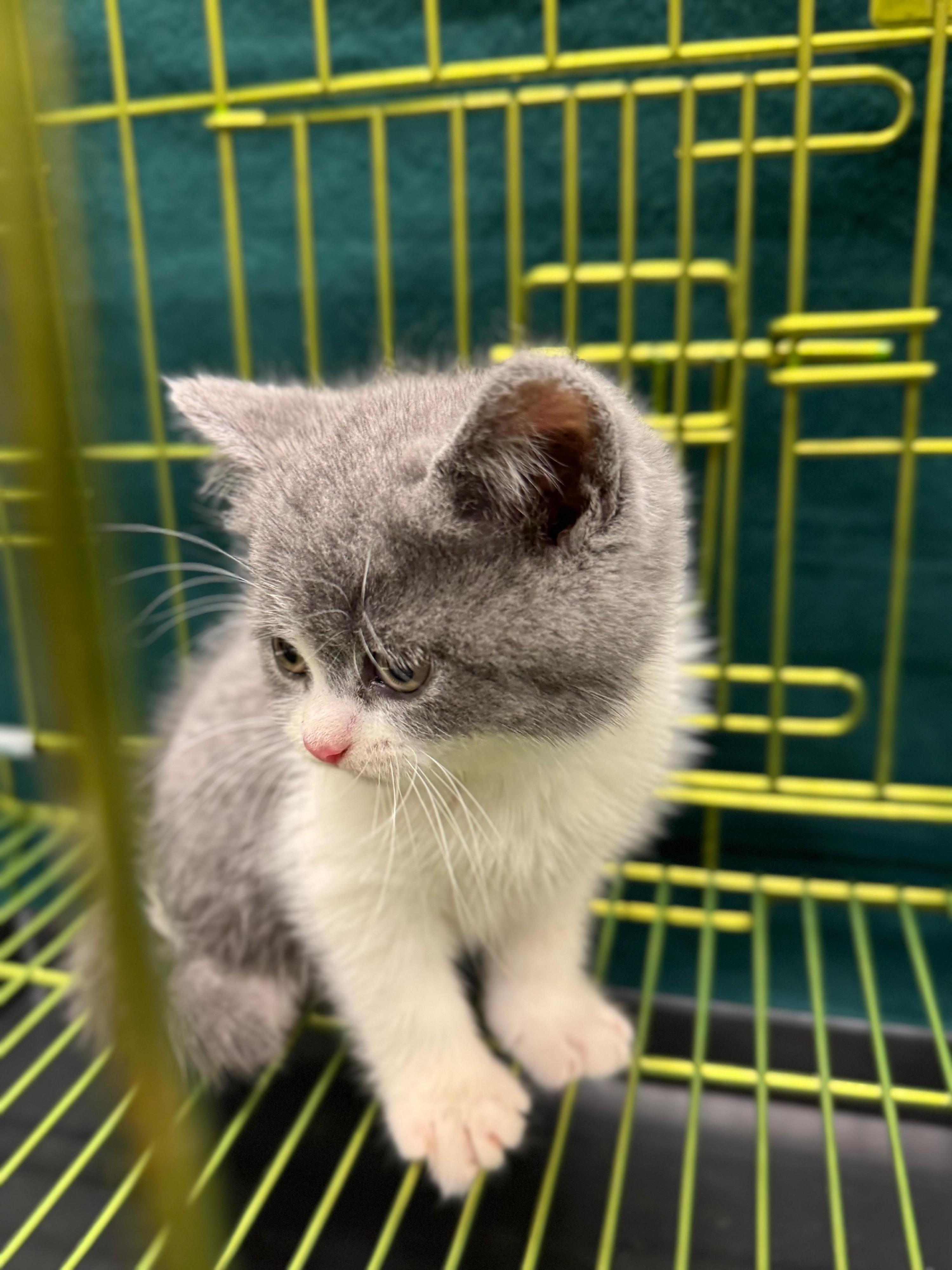 Hong Kong Customs yesterday (January 27) detected a suspected case of illegal importing of an animal at the Lo Wu Control Point. One suspected illegally imported cat with an estimated market value of about $20,000 was seized. Photo shows the suspected illegally imported cat seized.