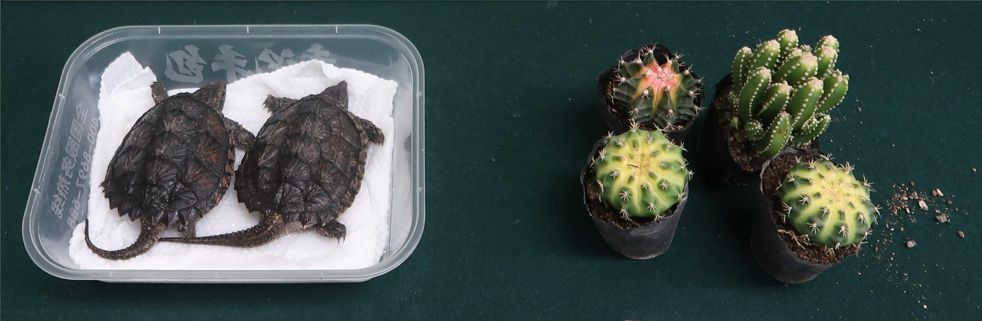 Hong Kong Customs yesterday (January 27) seized  two live turtles and four cactuses of suspected scheduled endangered species, with a total estimated market value of about $2,000, at the Shenzhen Bay Control Point. Photo shows the live turtles and cactuses of suspected scheduled endangered species seized.

