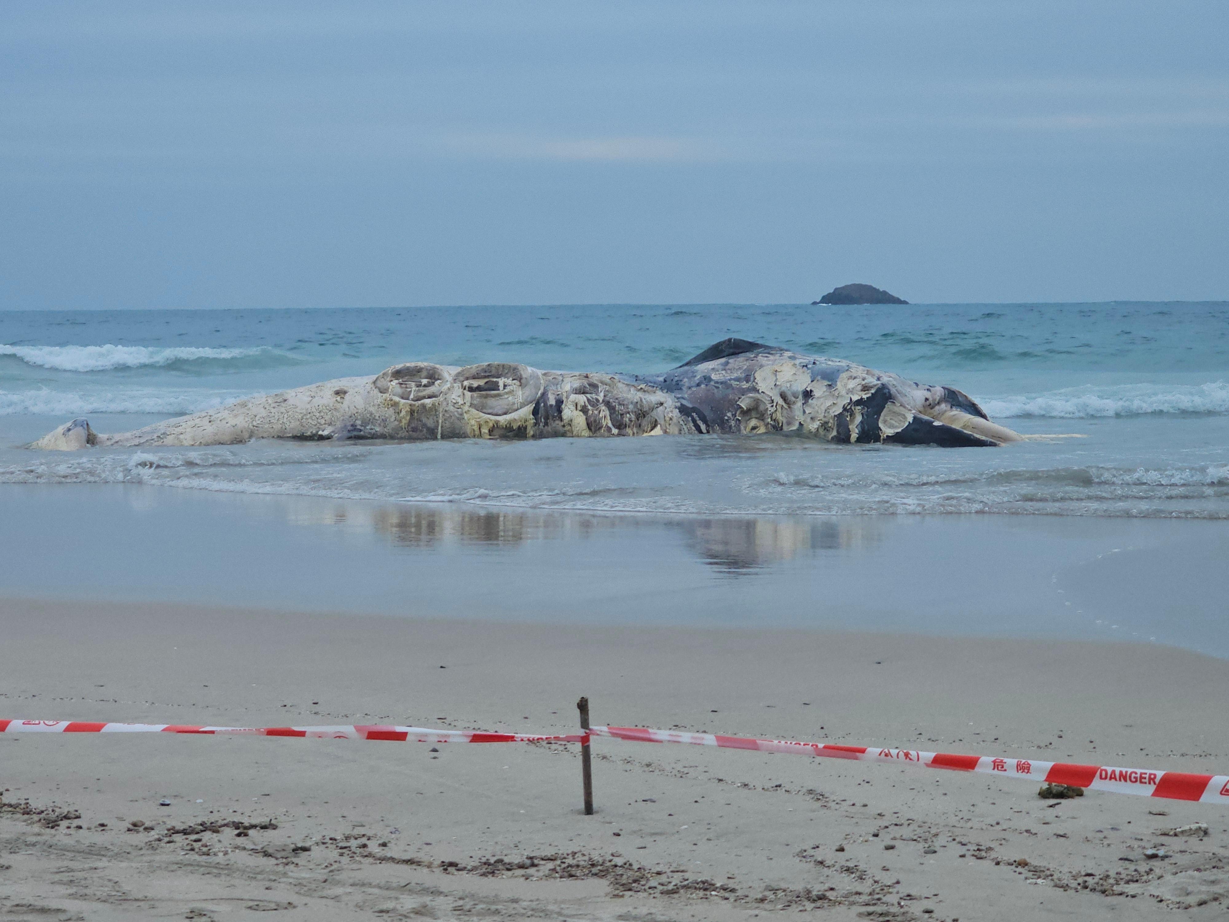 The Agriculture, Fisheries and Conservation Department (AFCD) received a referral from 1823 this morning (January 29) regarding the discovery of a suspected whale carcass in Ham Tin Wan, Sai Kung. AFCD personnel have cordoned off the area for investigation.