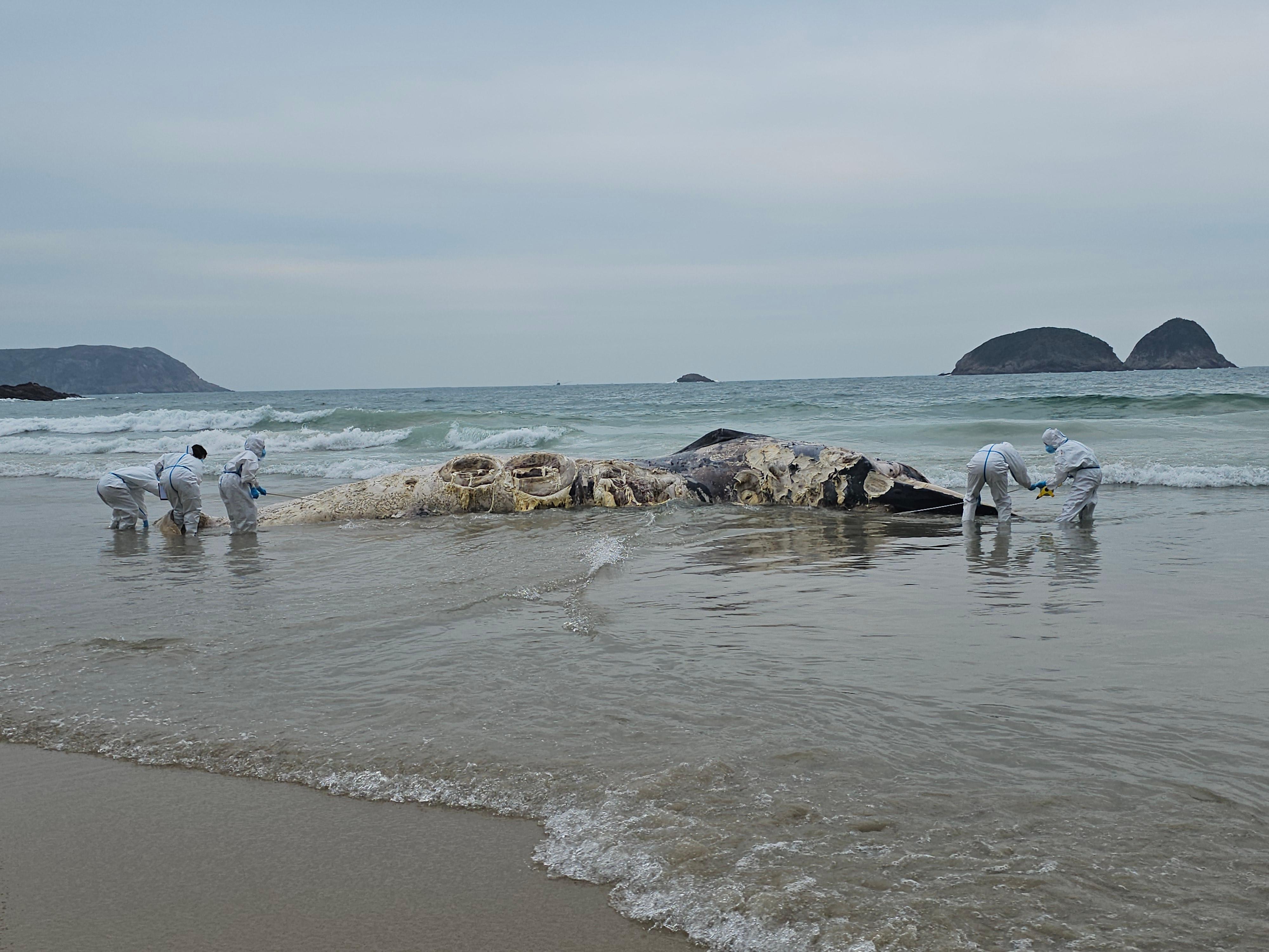 The Agriculture, Fisheries and Conservation Department (AFCD) received a referral from 1823 this morning (January 29) regarding the discovery of a suspected whale carcass in Ham Tin Wan, Sai Kung. Photo shows personnel conducting an investigation at the scene. 