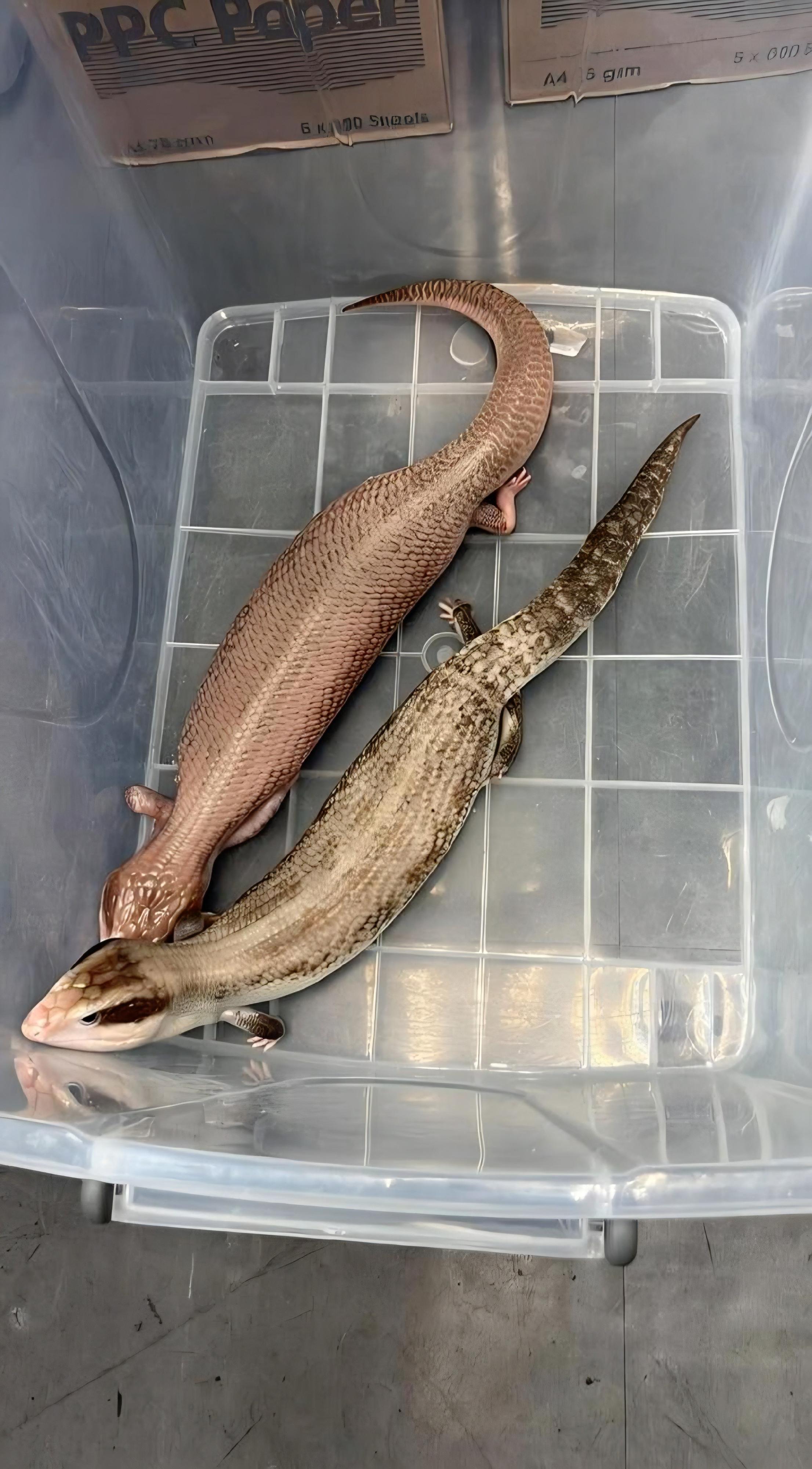 Hong Kong Customs seized 44 live lizards at the Shenzhen Bay Control Point yesterday (February 2), of which 41 were suspected to be scheduled endangered species, with an estimated market value of about $115,000. Photo shows some of the live lizards seized.

