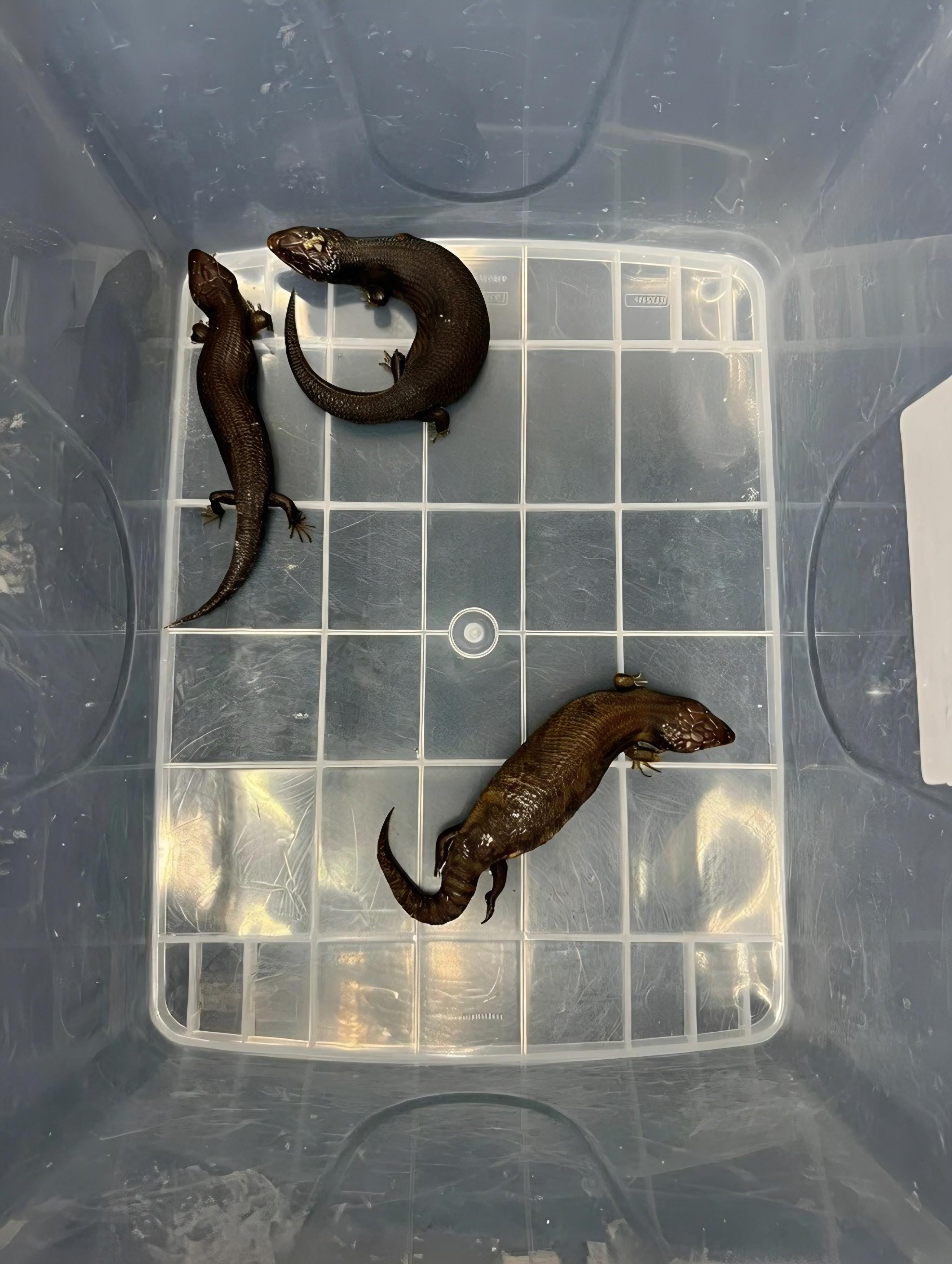 Hong Kong Customs seized 44 live lizards at the Shenzhen Bay Control Point yesterday (February 2), of which 41 were suspected to be scheduled endangered species, with an estimated market value of about $115,000. Photo shows some of the live lizards seized.