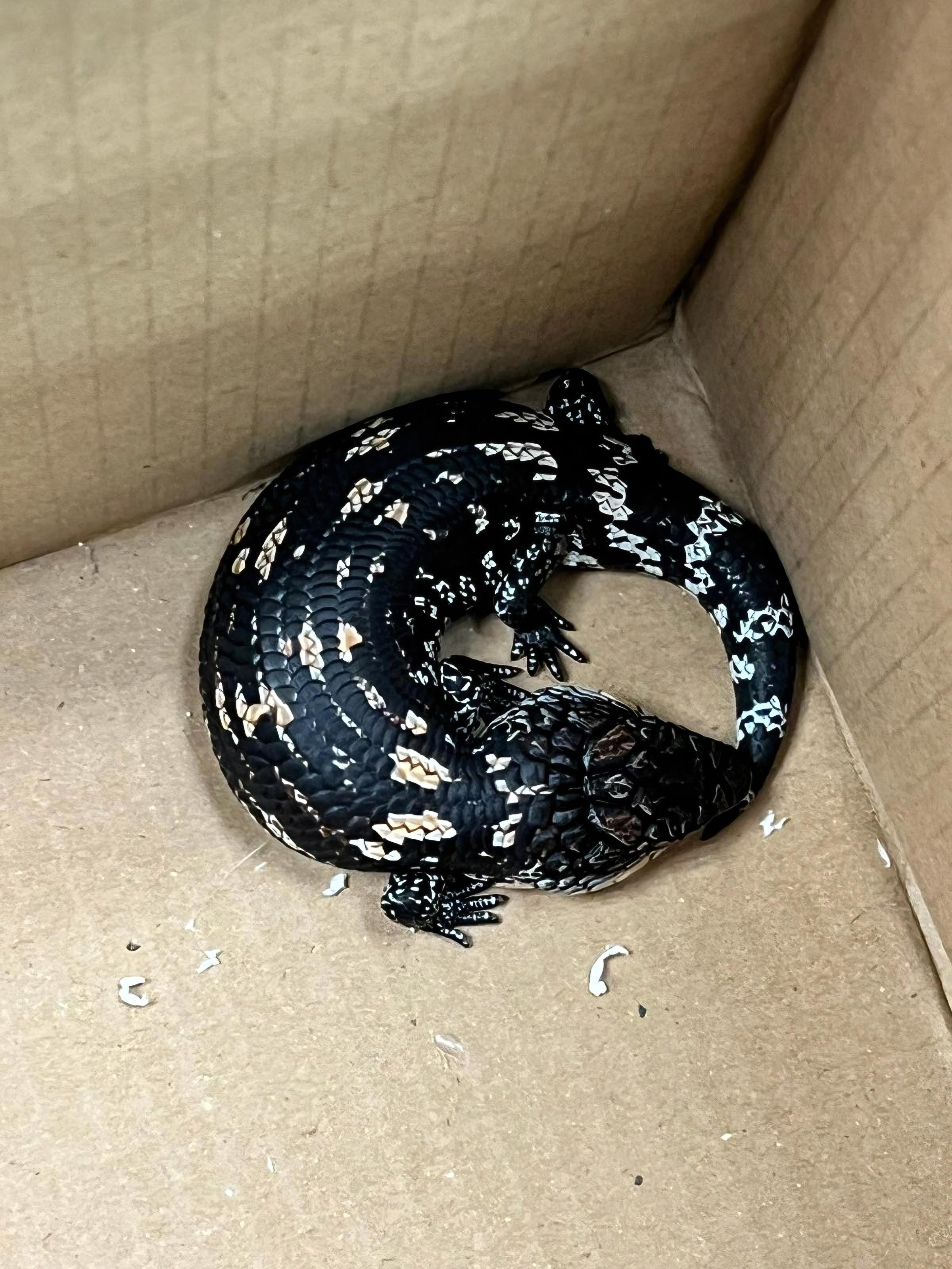 Hong Kong Customs seized 44 live lizards at the Shenzhen Bay Control Point yesterday (February 2), of which 41 were suspected to be scheduled endangered species, with an estimated market value of about $115,000. Photo shows one of the live lizards seized.