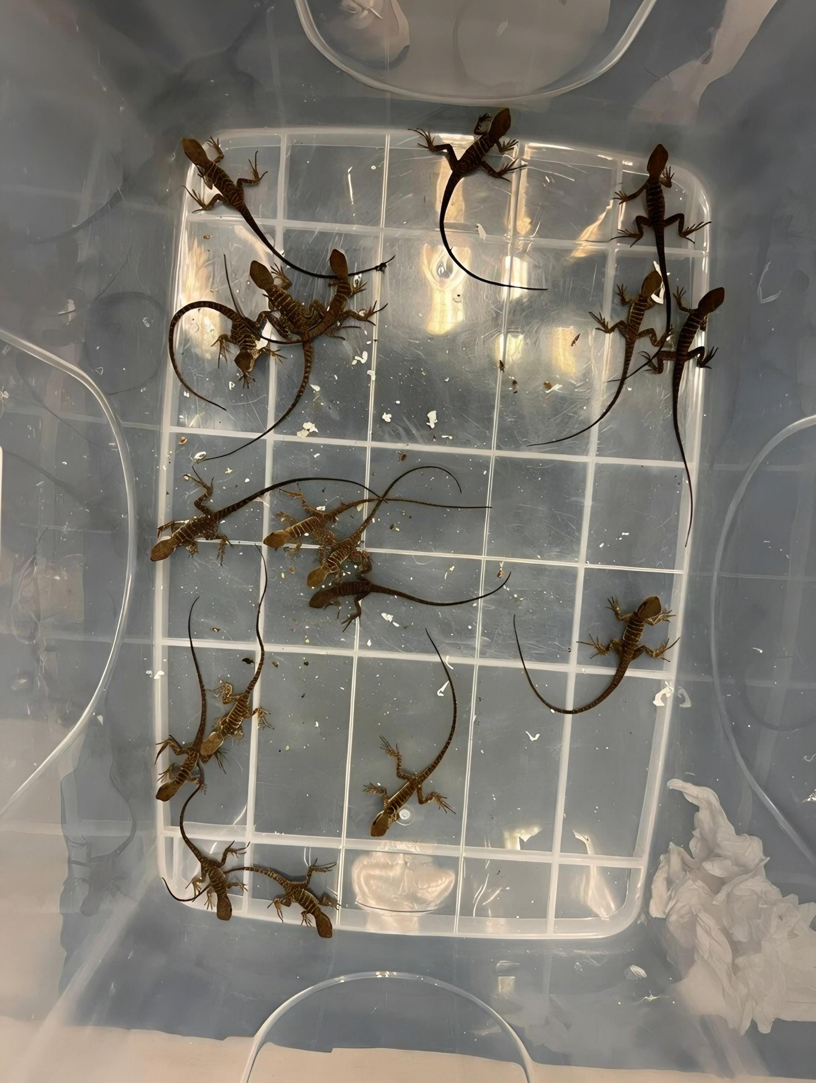 香港海關昨日(二月二日)在深圳灣管制站檢獲四十四隻活蜥蜴,其中四十一隻懷疑受管制屬瀕危物種,估計市值約十一萬五千元。圖示部分檢獲的活蜥蜴。