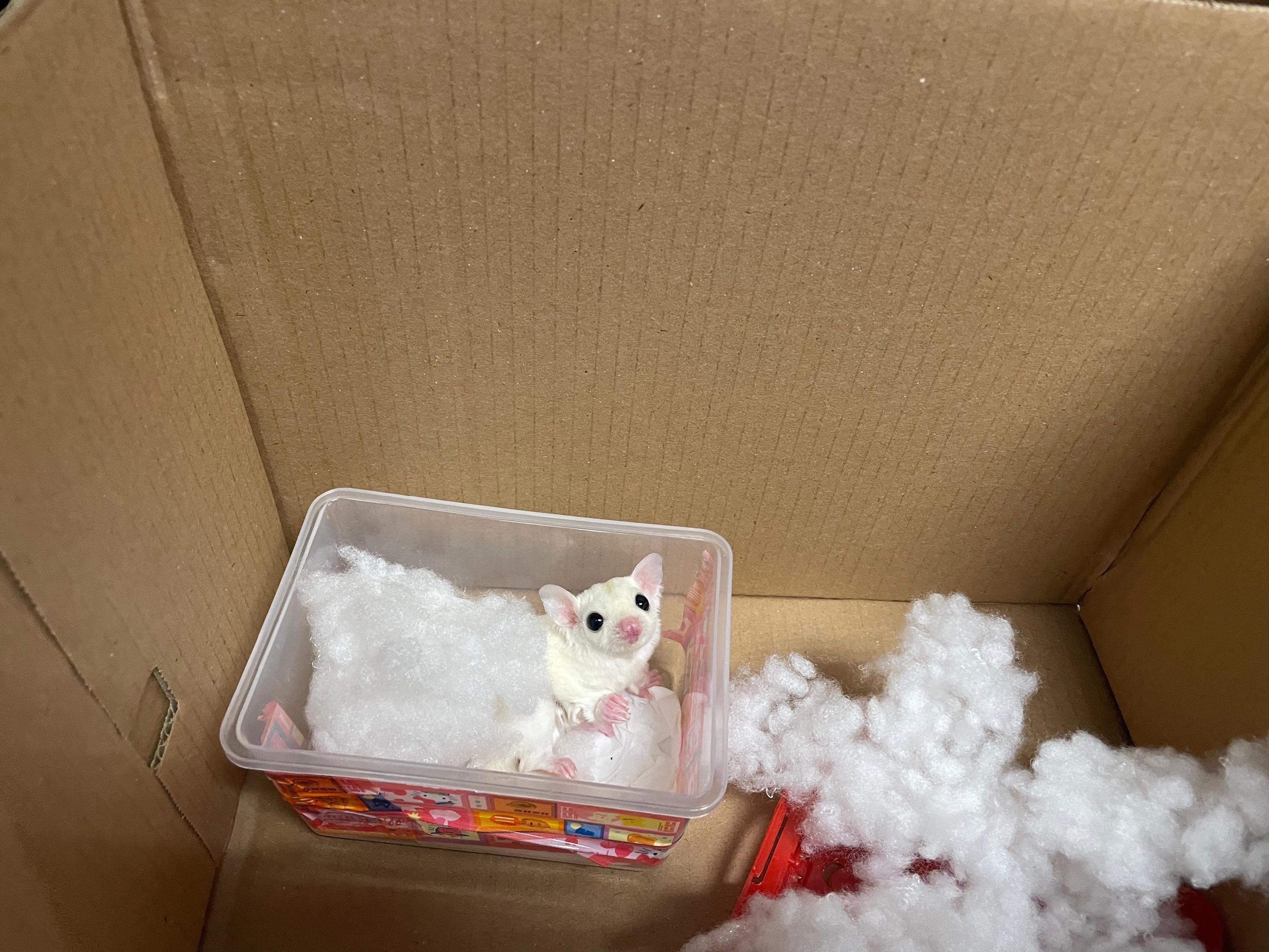 香港海關昨日(二月二日)在落馬洲支線管制站偵破一宗懷疑非法進口動物的案件,檢獲一隻懷疑非法進口蜜袋鼯、五隻懷疑非法進口老鼠及一隻懷疑非法進口倉鼠,估計市值約一千二百元。圖示檢獲的懷疑非法進口蜜袋鼯。