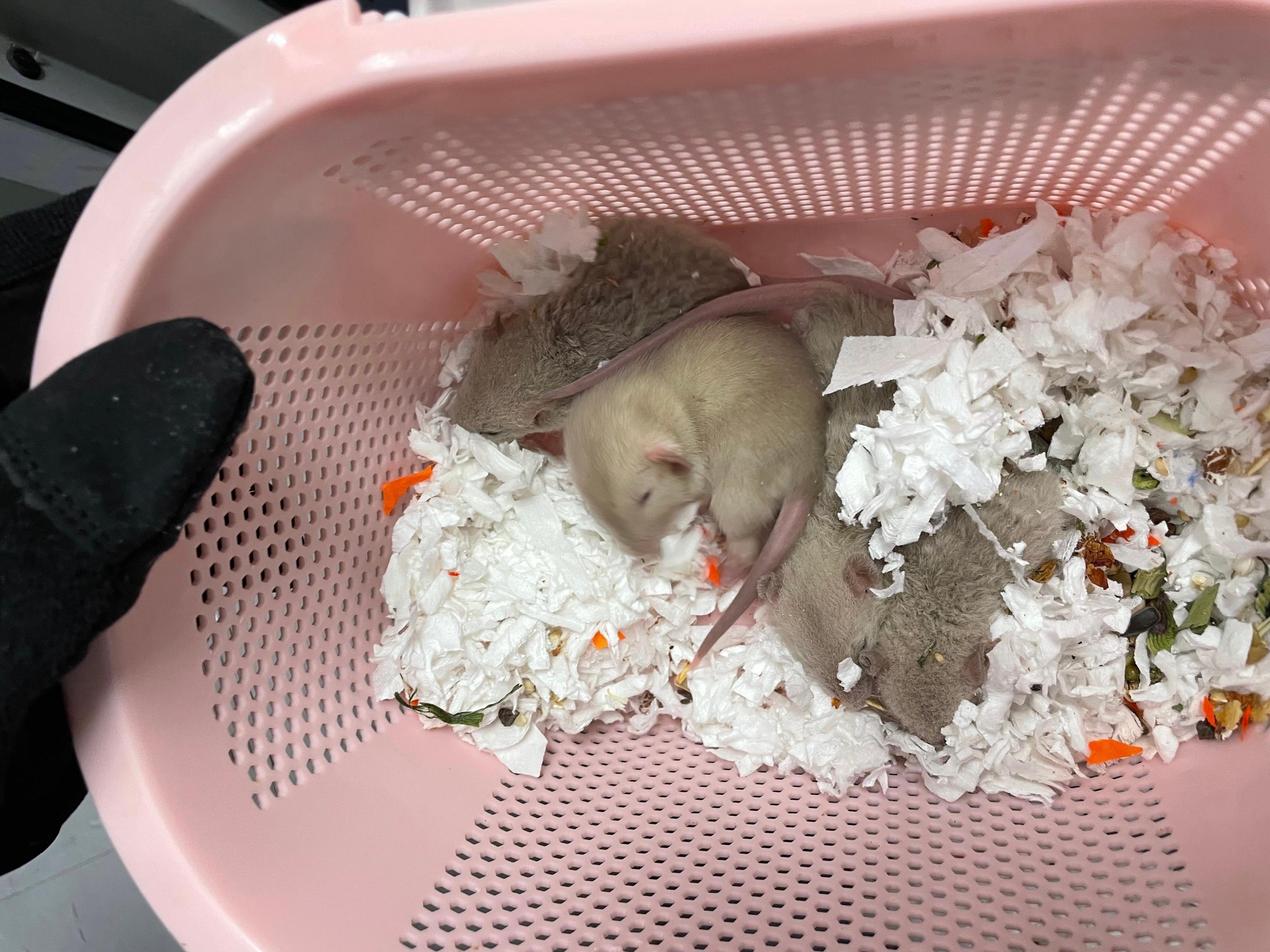 Hong Kong Customs yesterday (February 2) detected a suspected case of illegal importing of animals at the Lok Ma Chau Spur Line Control Point.  One suspected illegally imported Petaurus breviceps, five suspected illegally imported mice and one suspected illegally imported hamster, with an estimated market value of about $1,200, were seized. Photo shows the suspected illegally imported mice seized.