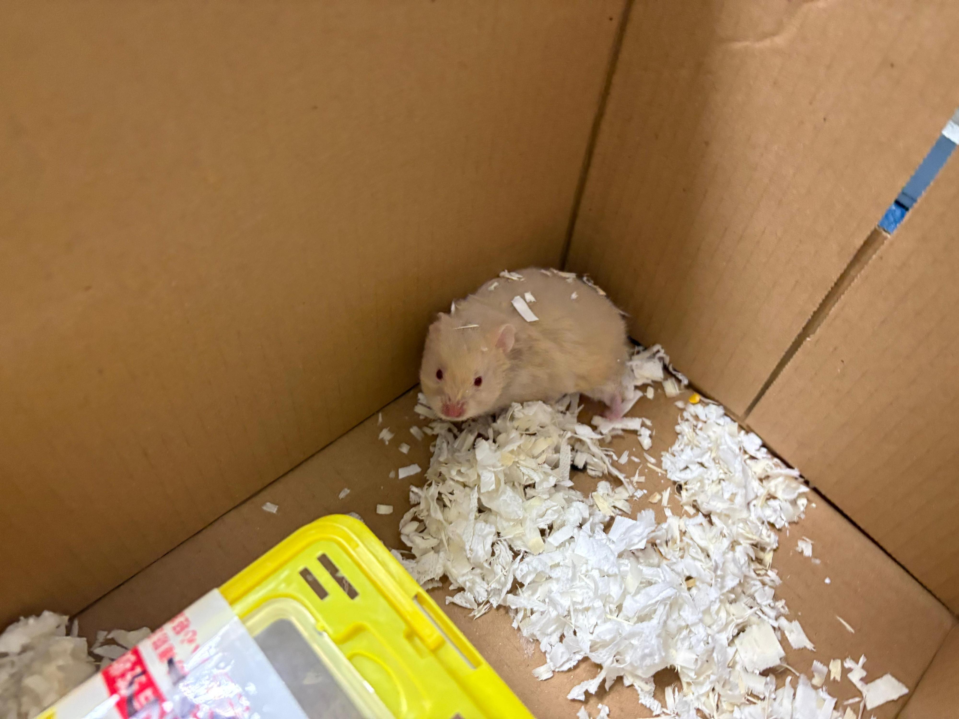 Hong Kong Customs yesterday (February 2) detected a suspected case of illegal importing of animals at the Lok Ma Chau Spur Line Control Point.  One suspected illegally imported Petaurus breviceps, five suspected illegally imported mice and one suspected illegally imported hamster, with an estimated market value of about $1,200, were seized. Photo shows the suspected illegally imported hamster seized.