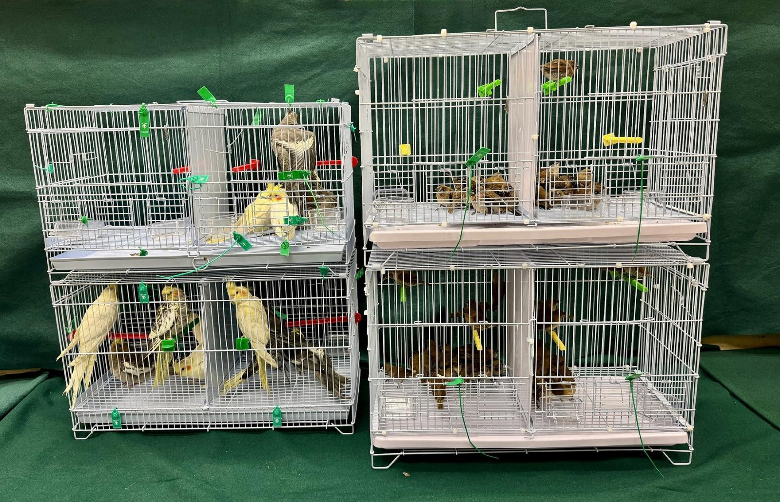 Hong Kong Customs today (February 7) detected a suspected case of illegal importing of live bird at the Lo Wu Control Point. 112 live birds with an estimated market value of about $15,000 were seized. Photo shows the suspected illegally imported live birds seized.