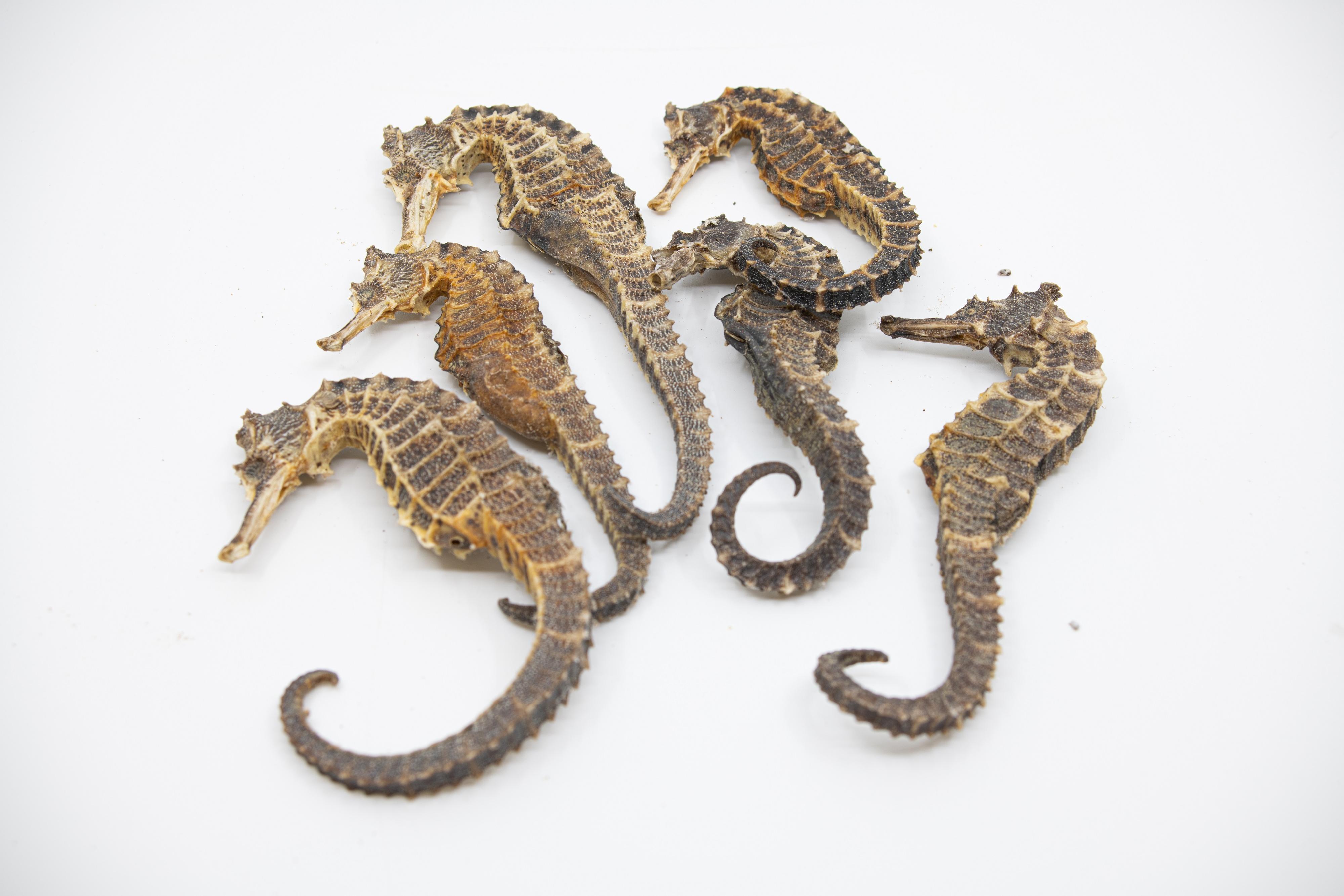 The Agriculture, Fisheries and Conservation Department today (February 9) reminded members of the public not to bring endangered species into Hong Kong or purchase them online without the required licence. Photo shows dried seahorses which are regulated under the Protection of Endangered Species of Animals and Plants Ordinance.