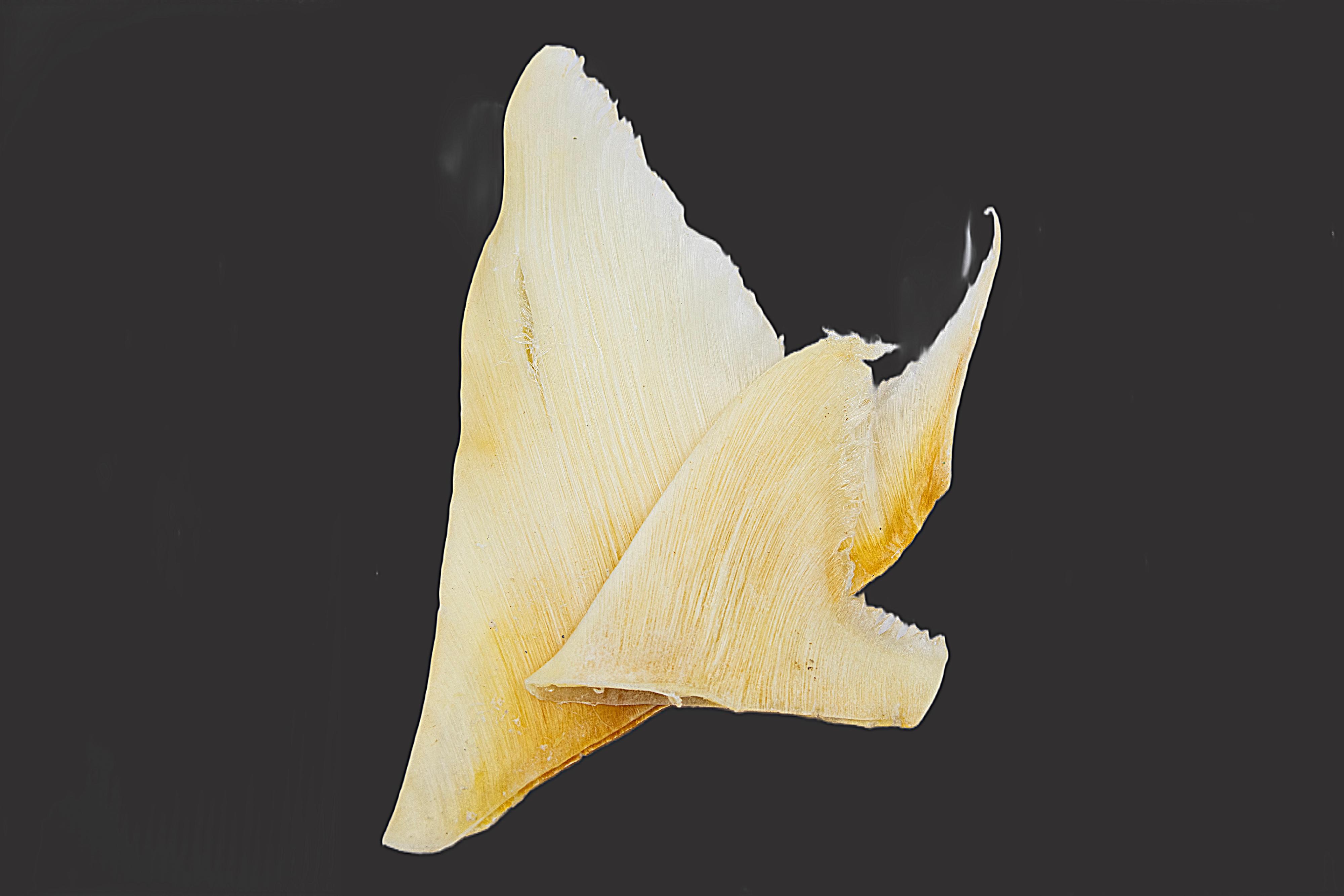 The Agriculture, Fisheries and Conservation Department today (February 9) reminded members of the public not to bring endangered species into Hong Kong or purchase them online without the required licence. Photo shows shark fins of scheduled shark species which are regulated under the Protection of Endangered Species of Animals and Plants Ordinance.