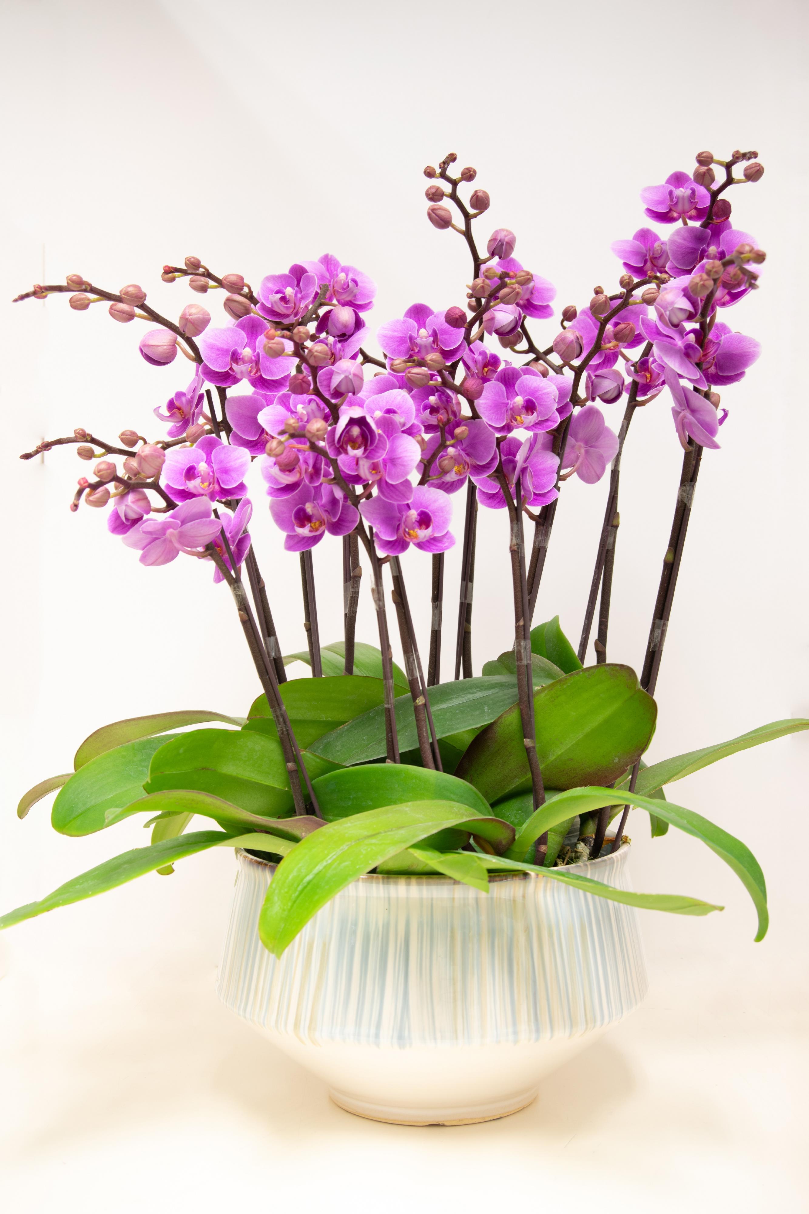 漁農自然護理署今日（二月九日）提醒市民，切勿攜帶或網購未領有所須許可證的瀕危動植物入境香港。圖示常檢獲的蘭花。