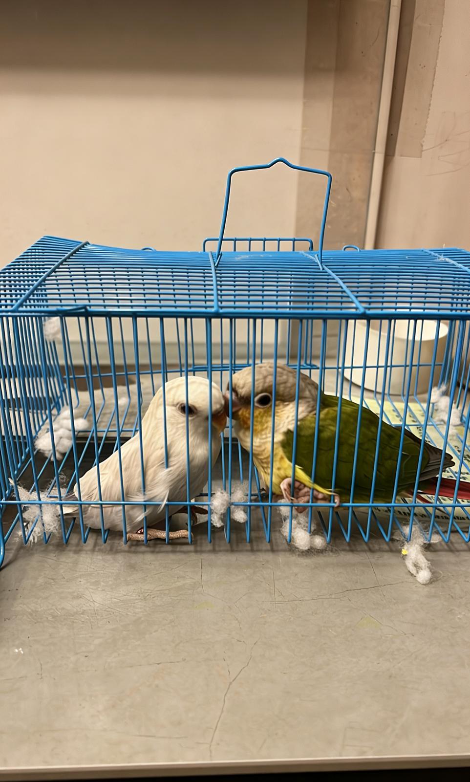 Hong Kong Customs seized two illegally imported live birds, suspected to be scheduled endangered species, with an estimated market value of about $1,400, at the Shenzhen Bay Control Point yesterday (February 10). Photo shows the live birds seized. 
