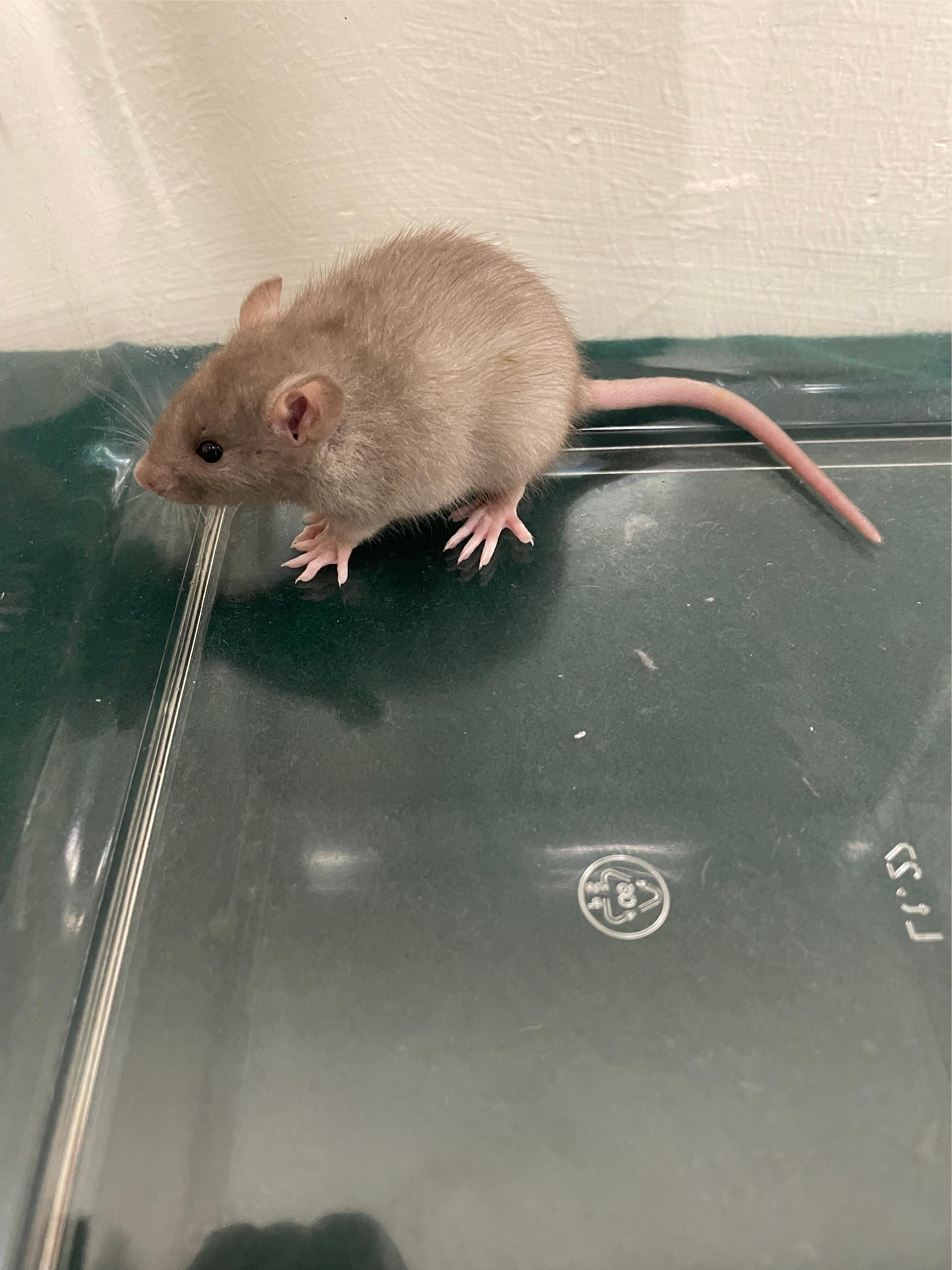 香港海關昨日(二月十一日)在落馬洲支線管制站偵破一宗懷疑非法進口動物的案件,檢獲11隻懷疑非法進口動物,包括一隻蜜袋鼯、三隻老鼠、三隻倉鼠及四隻天竺鼠,估計市值約一千六百元。圖示檢獲的其中一隻懷疑非法進口老鼠。