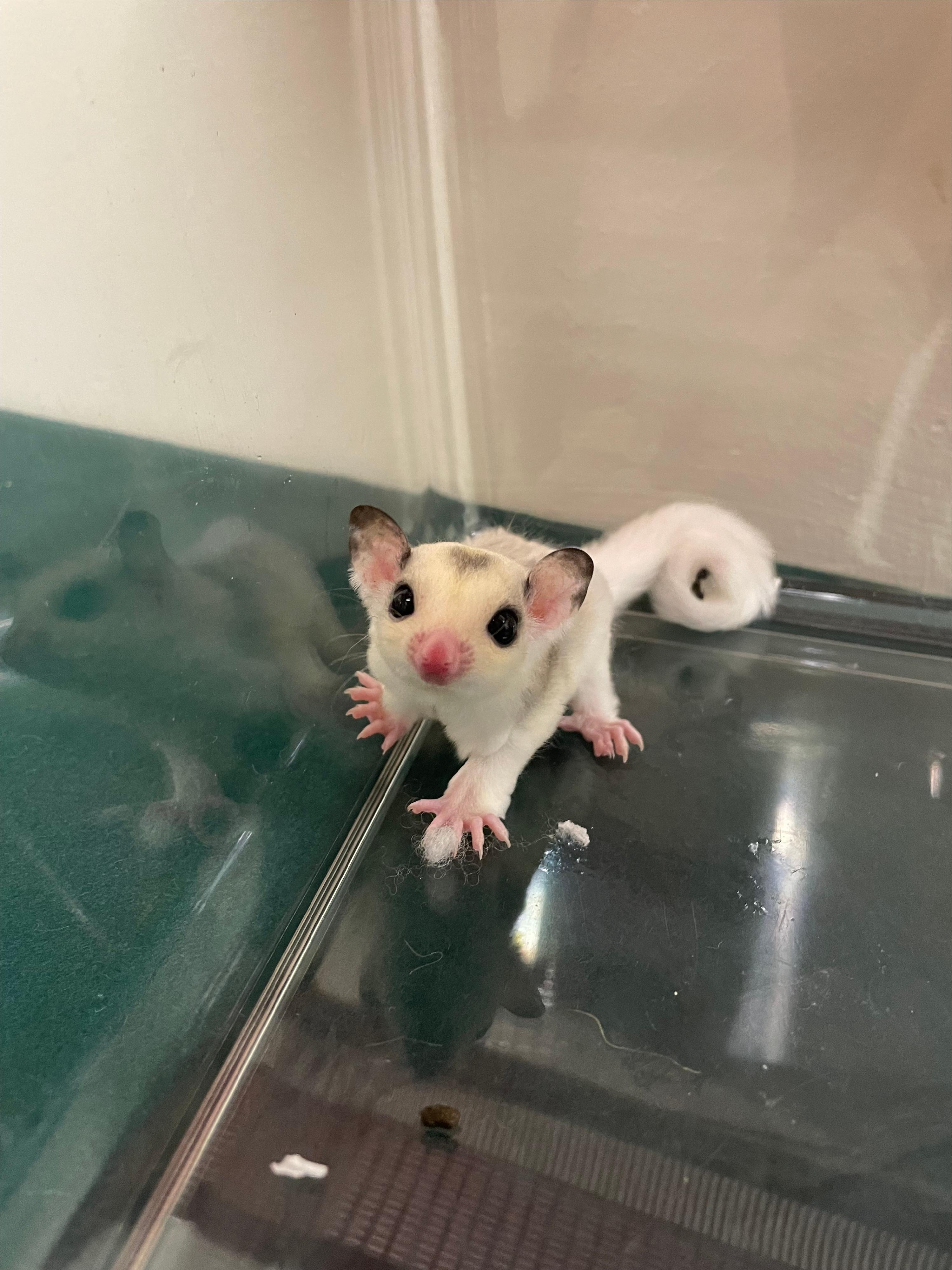 Hong Kong Customs yesterday (February 11) detected a suspected case of illegal importing of animals at the Lok Ma Chau Spur Line Control Point. Eleven suspected illegally imported animals, namely one sugar glider, three mice, three hamsters and four guinea pigs, with an estimated market value of about $1,600, were seized. Photo shows the suspected illegally imported sugar glider seized.