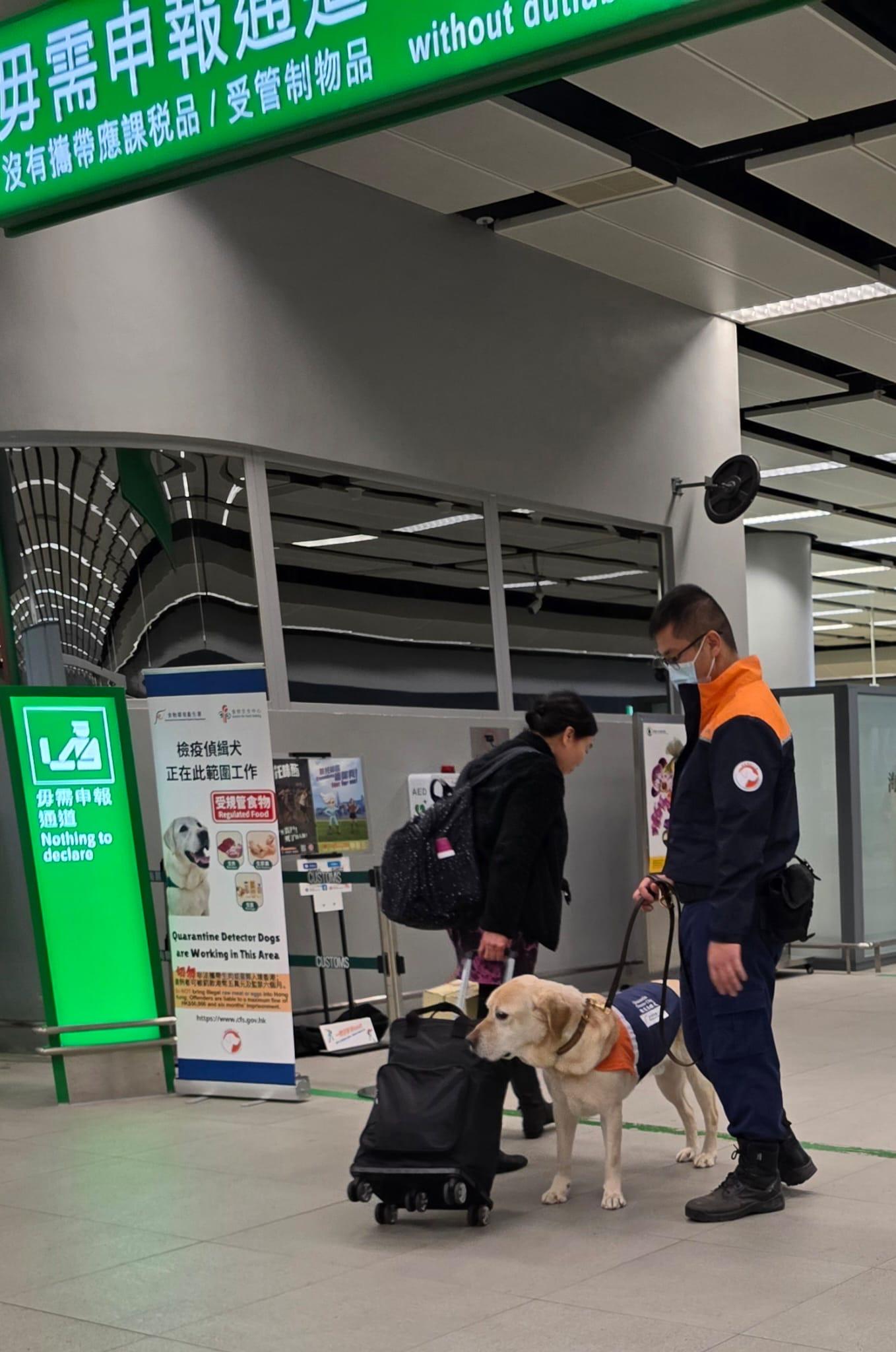 With the Chinese New Year approaching, the Centre for Food Safety (CFS) of the Food and Environmental Hygiene Department today (February 13) reminded members of the public not to illegally bring regulated food, such as raw meat, poultry and eggs, from the Mainland or overseas into Hong Kong. Photo shows a CFS officer and a quarantine detector dog carrying out duties at a boundary control point.
