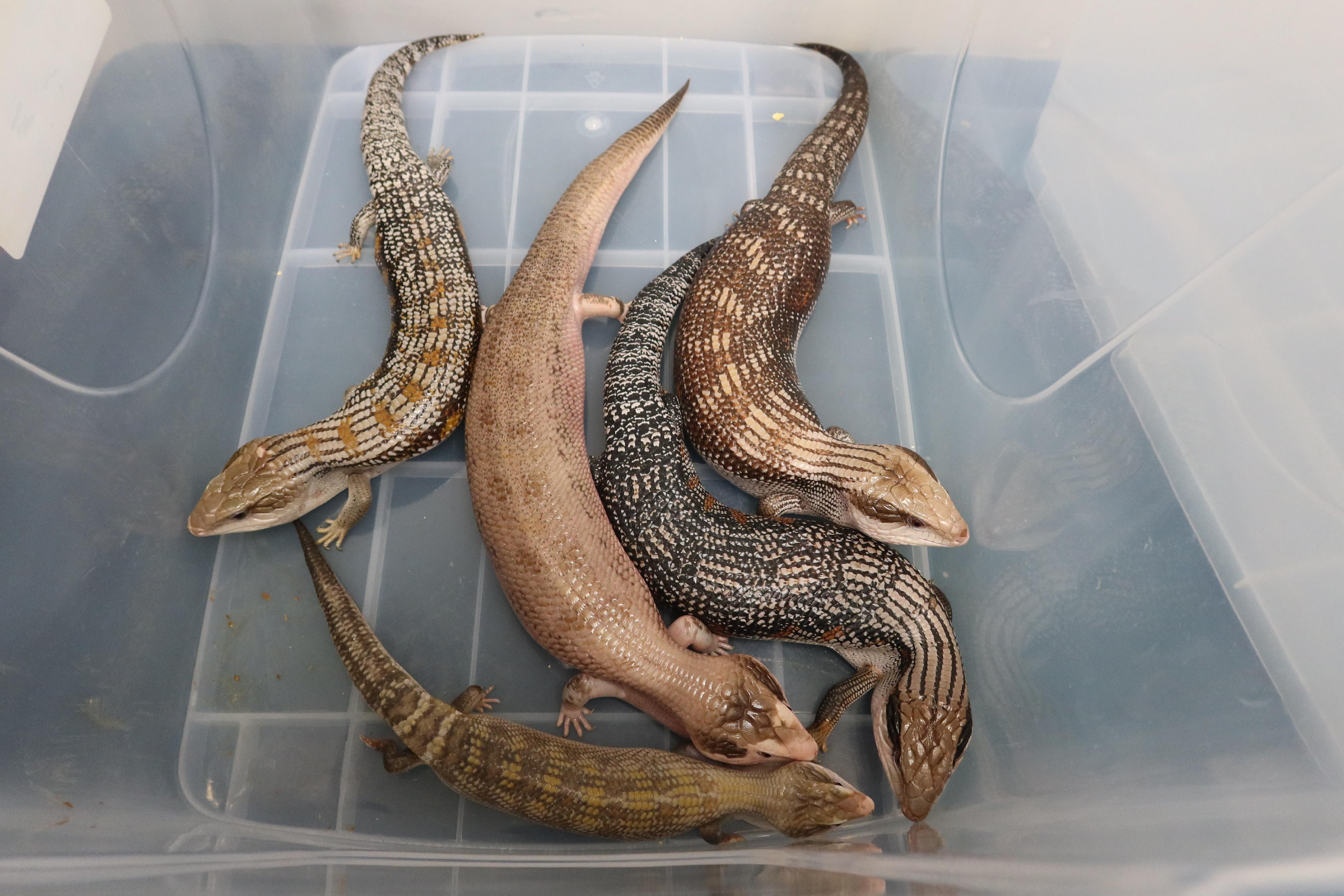 香港海關今日（二月二十六日）在深圳灣管制站檢獲五隻懷疑受管制瀕危物種的活蜥蜴，估計市值共約一萬五千元。圖示檢獲的懷疑受管制屬瀕危物種活蜥蜴。

