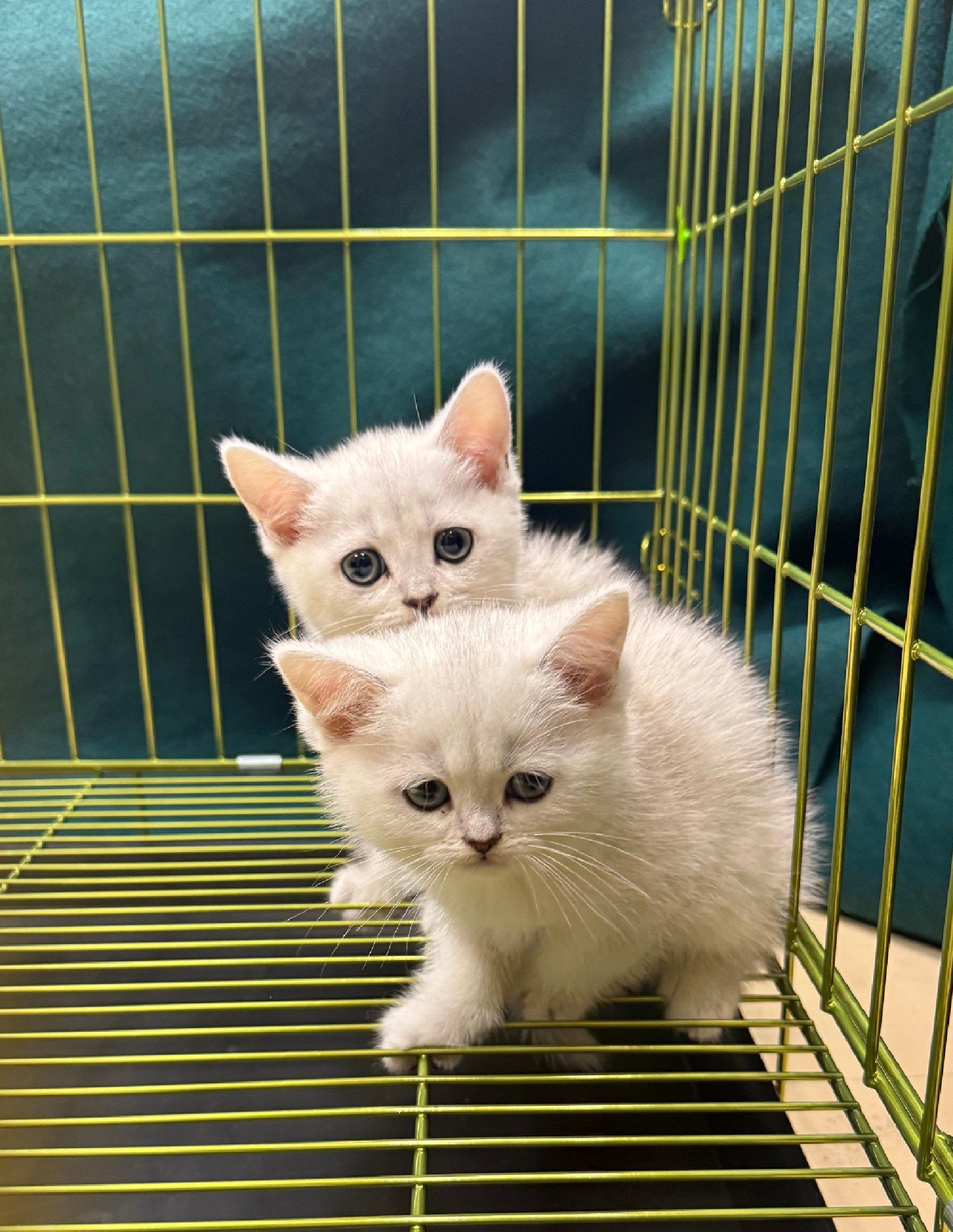 Hong Kong Customs yesterday (February 26) detected a suspected case of illegal importing of animals at the Lo Wu Control Point. Three suspected illegally imported cats with a total estimated market value of about $75,000 were seized. Photo shows two of the suspected illegally imported cats seized.
