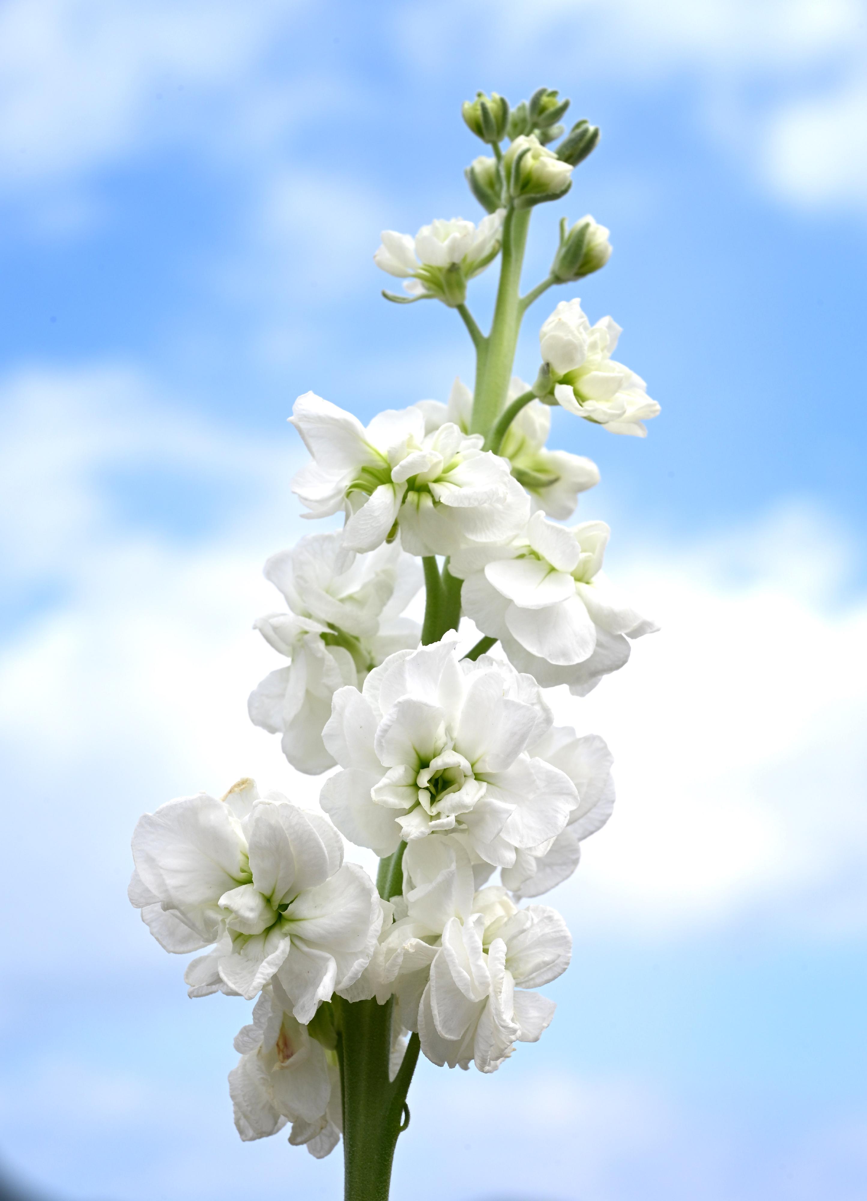 This year's Hong Kong Flower Show will be held at Victoria Park from March 20 to 29, featuring the elegant stock as its theme flower under the theme "A Fragrant Journey through Hong Kong". The stock comes in an array of colours, ranging from vibrant classic ones like purple, pink, white and yellow, to fresher and softer hues of newer cultivars, such as pale lilac, creamy yellow and pastel pink.



