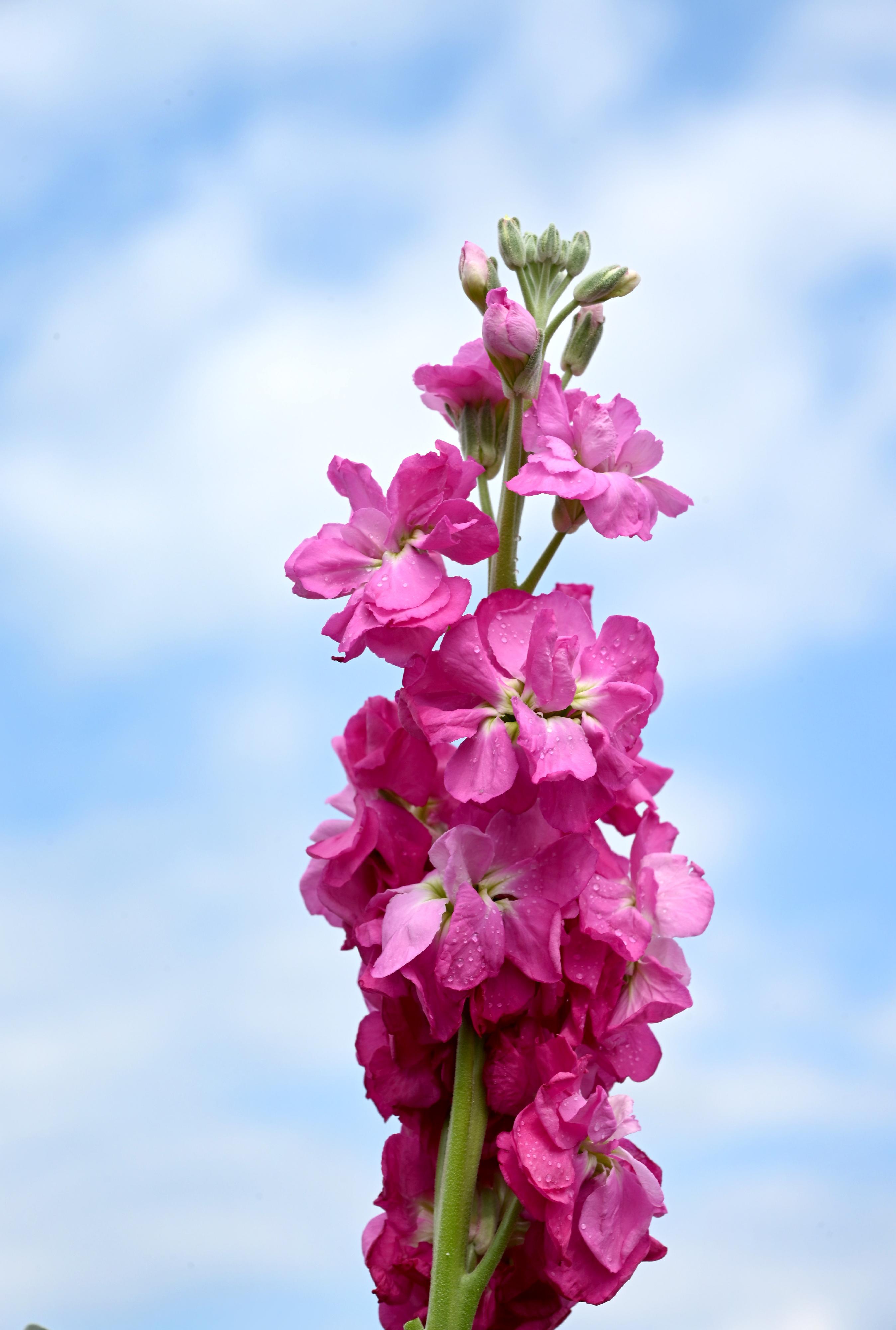 This year's Hong Kong Flower Show will be held at Victoria Park from March 20 to 29, featuring the elegant stock as its theme flower under the theme "A Fragrant Journey through Hong Kong". The stock comes in an array of colours, ranging from vibrant classic ones like purple, pink, white and yellow, to fresher and softer hues of newer cultivars, such as pale lilac, creamy yellow and pastel pink.



