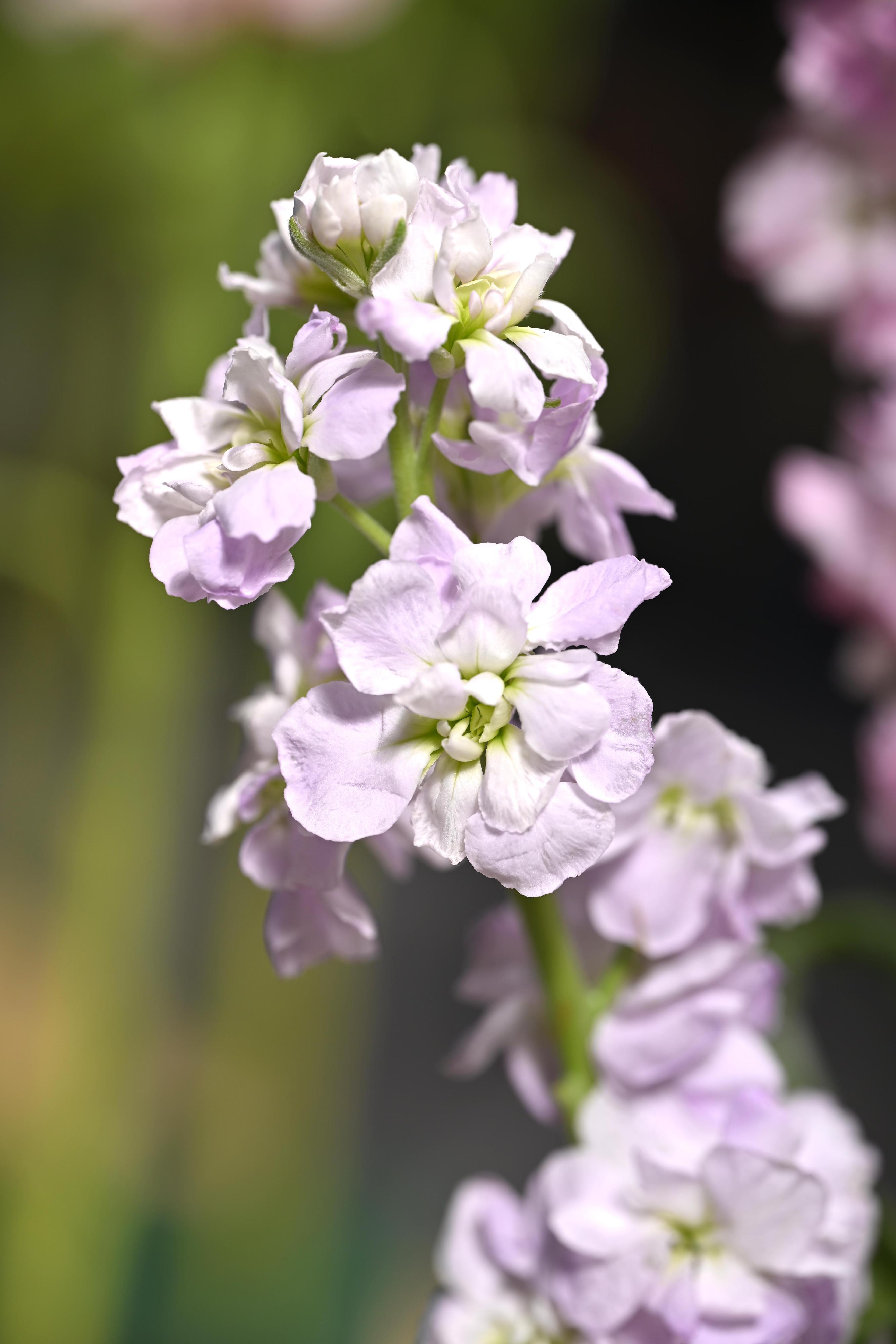 This year's Hong Kong Flower Show will be held at Victoria Park from March 20 to 29, featuring the elegant stock as its theme flower under the theme "A Fragrant Journey through Hong Kong". The stock comes in an array of colours, ranging from vibrant classic ones like purple, pink, white and yellow, to fresher and softer hues of newer cultivars, such as pale lilac, creamy yellow and pastel pink.

