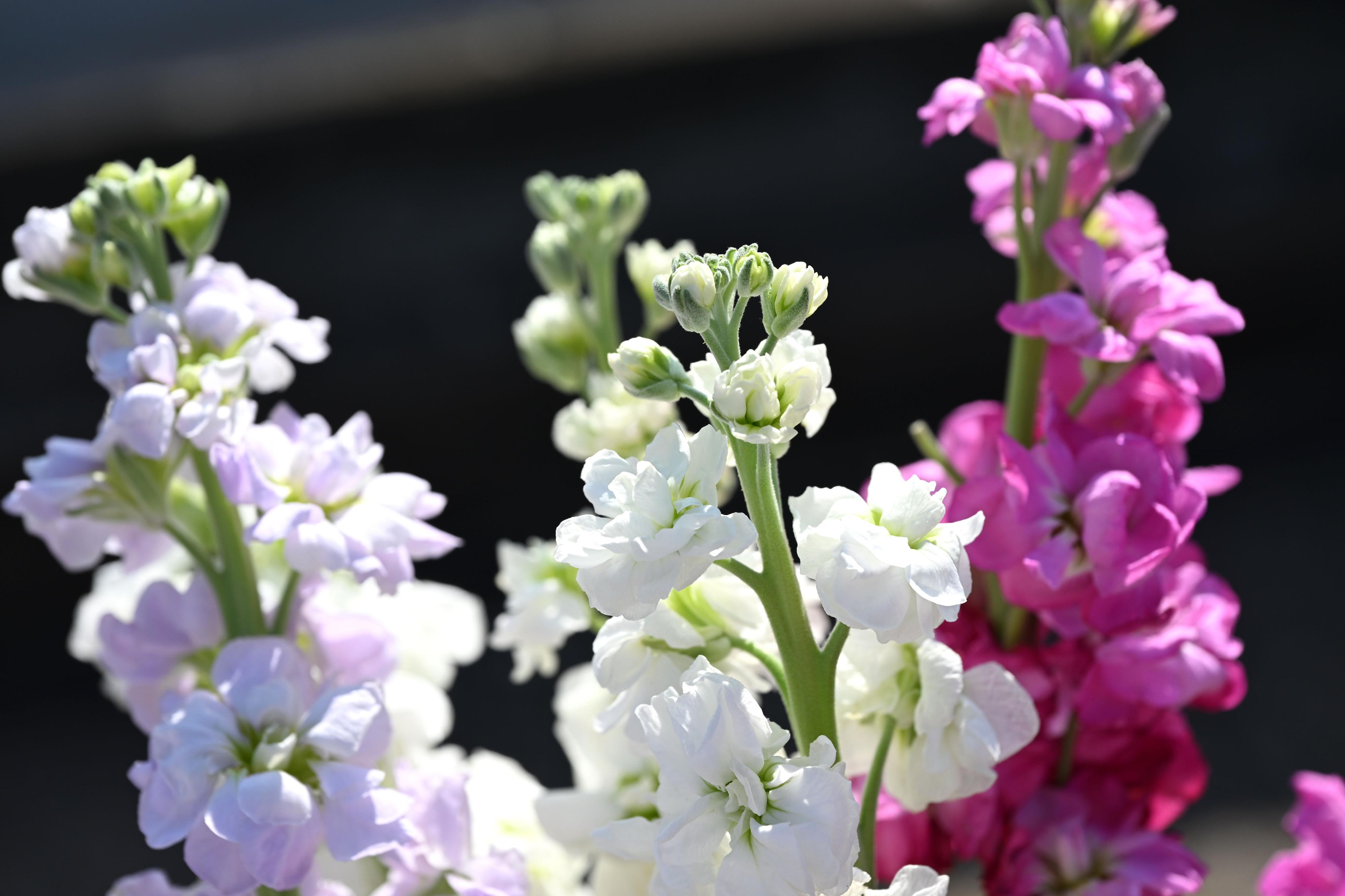 This year's Hong Kong Flower Show will be held at Victoria Park from March 20 to 29, featuring the elegant stock as its theme flower under the theme "A Fragrant Journey through Hong Kong". With its dazzling colour, heady scent, abundant supply and relatively long blooming period, the stock is deeply adored by gardening enthusiasts.



