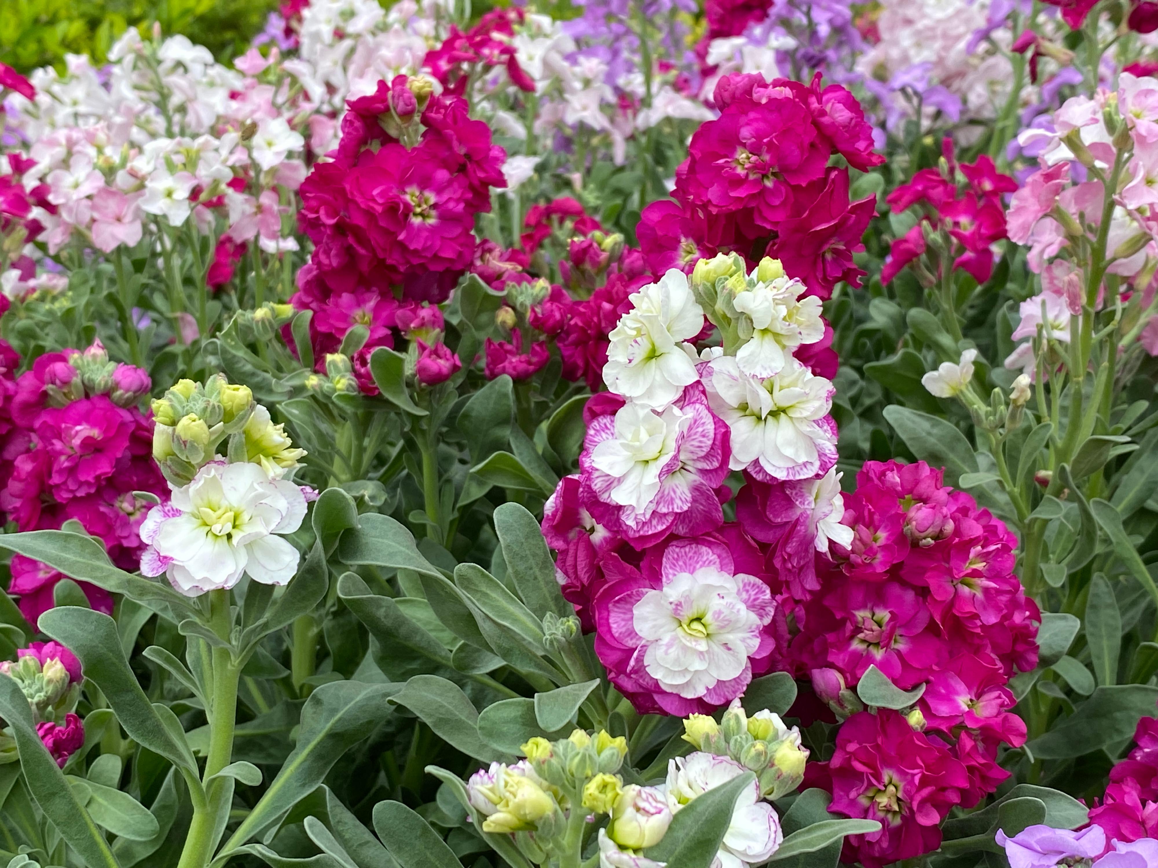 This year's Hong Kong Flower Show will be held at Victoria Park from March 20 to 29, featuring the elegant stock as its theme flower under the theme "A Fragrant Journey through Hong Kong". With its dazzling colour, heady scent, abundant supply and relatively long blooming period, the stock is deeply adored by gardening enthusiasts.


