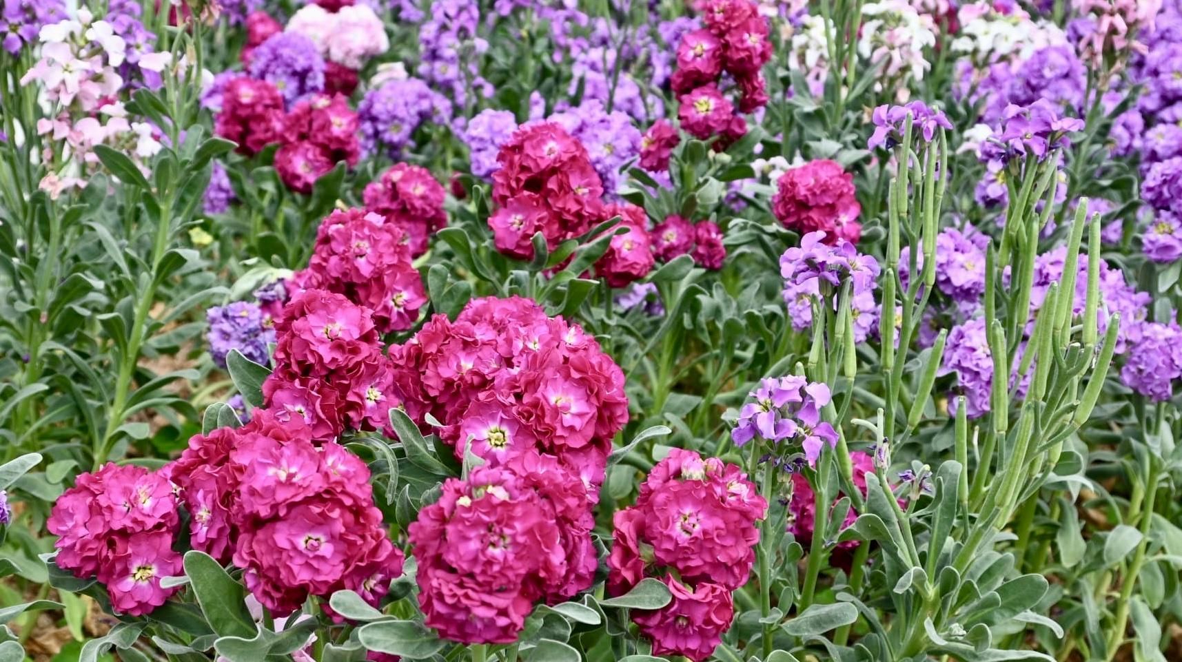 This year's Hong Kong Flower Show will be held at Victoria Park from March 20 to 29, featuring the elegant stock as its theme flower under the theme "A Fragrant Journey through Hong Kong". Native to Southern Europe and the Mediterranean, the stock blooms from early spring to early summer.



