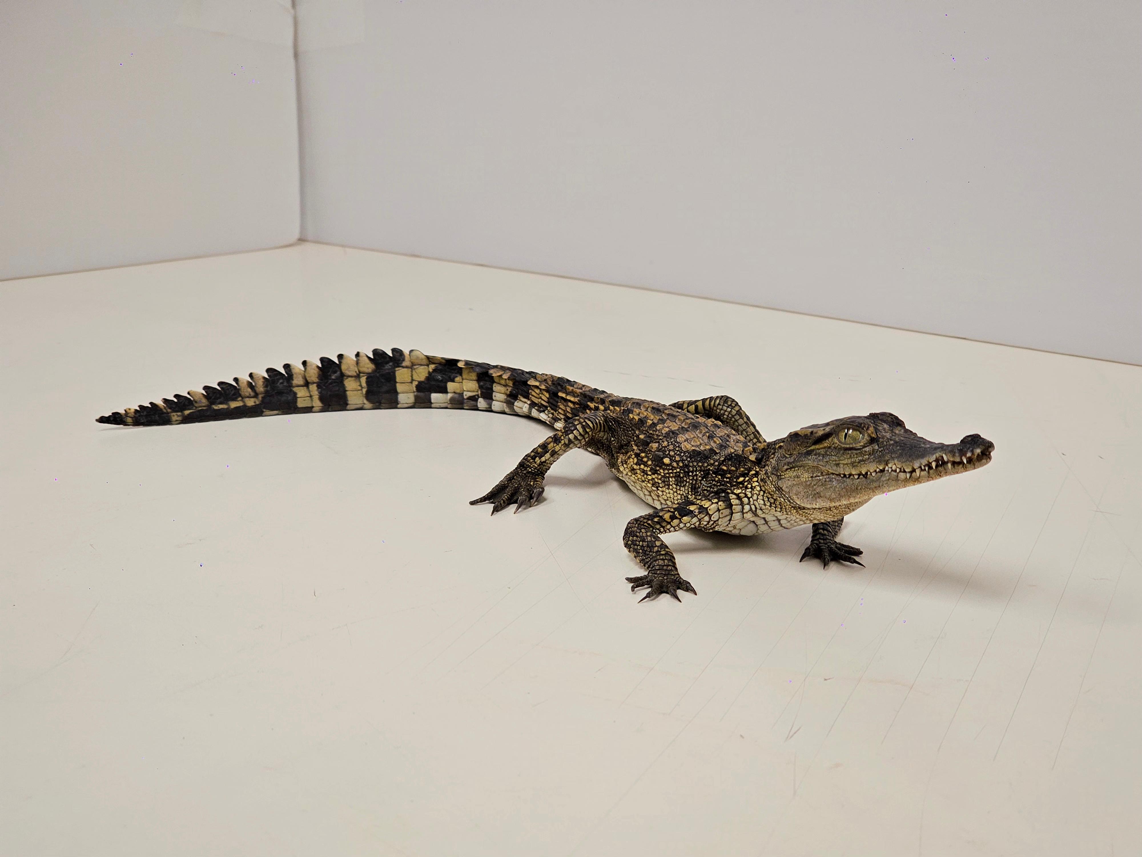 The Agriculture, Fisheries and Conservation Department (AFCD) conducted a blitz operation yesterday evening (March 3). Fourteen reptiles of endangered species were seized from premises in an industrial building in Kwai Chung. Photo shows the seized crocodile.