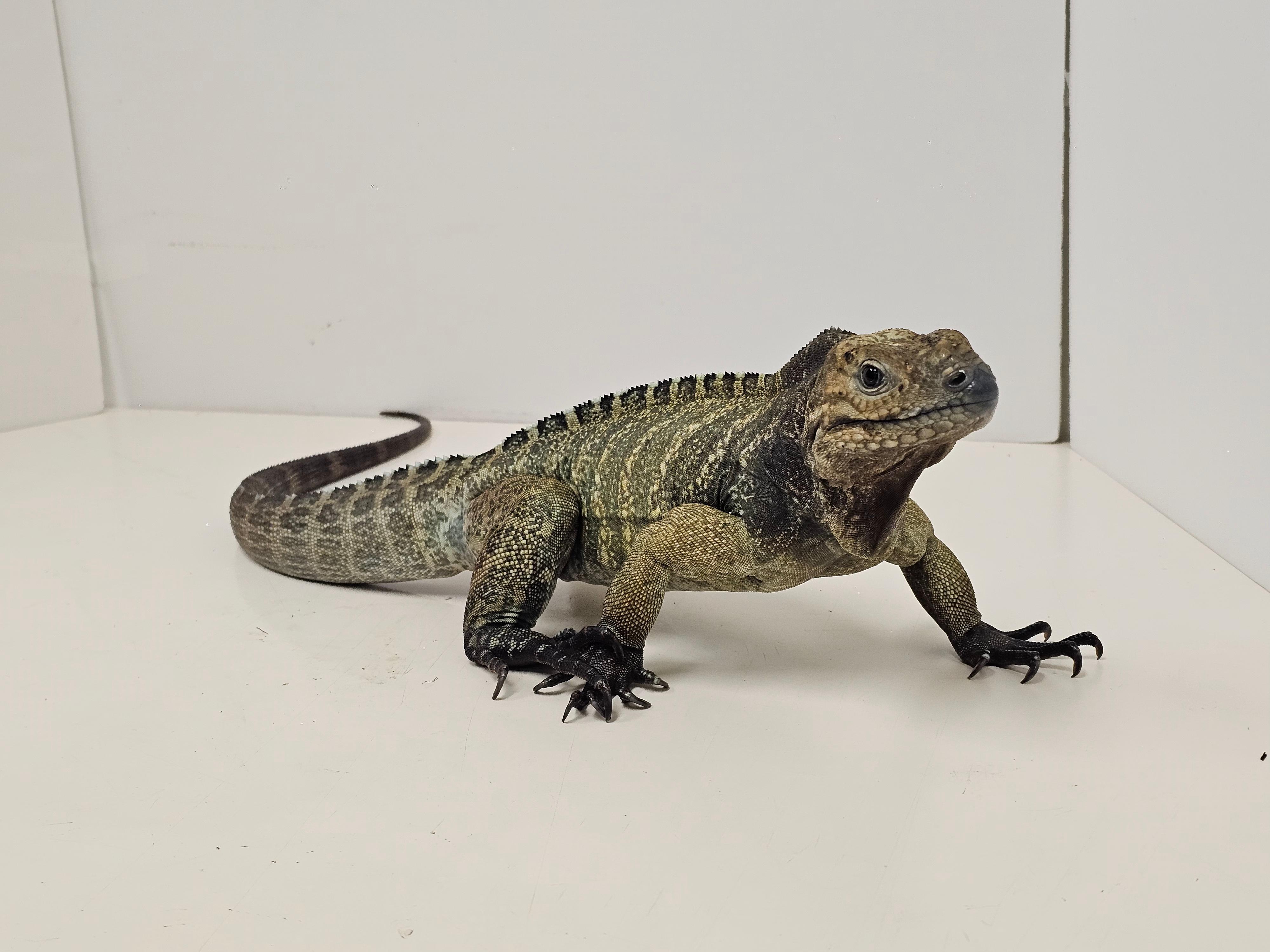 The Agriculture, Fisheries and Conservation Department (AFCD) conducted a blitz operation yesterday evening (March 3). Fourteen reptiles of endangered species were seized from premises in an industrial building in Kwai Chung. Photo shows the seized rock iguana.