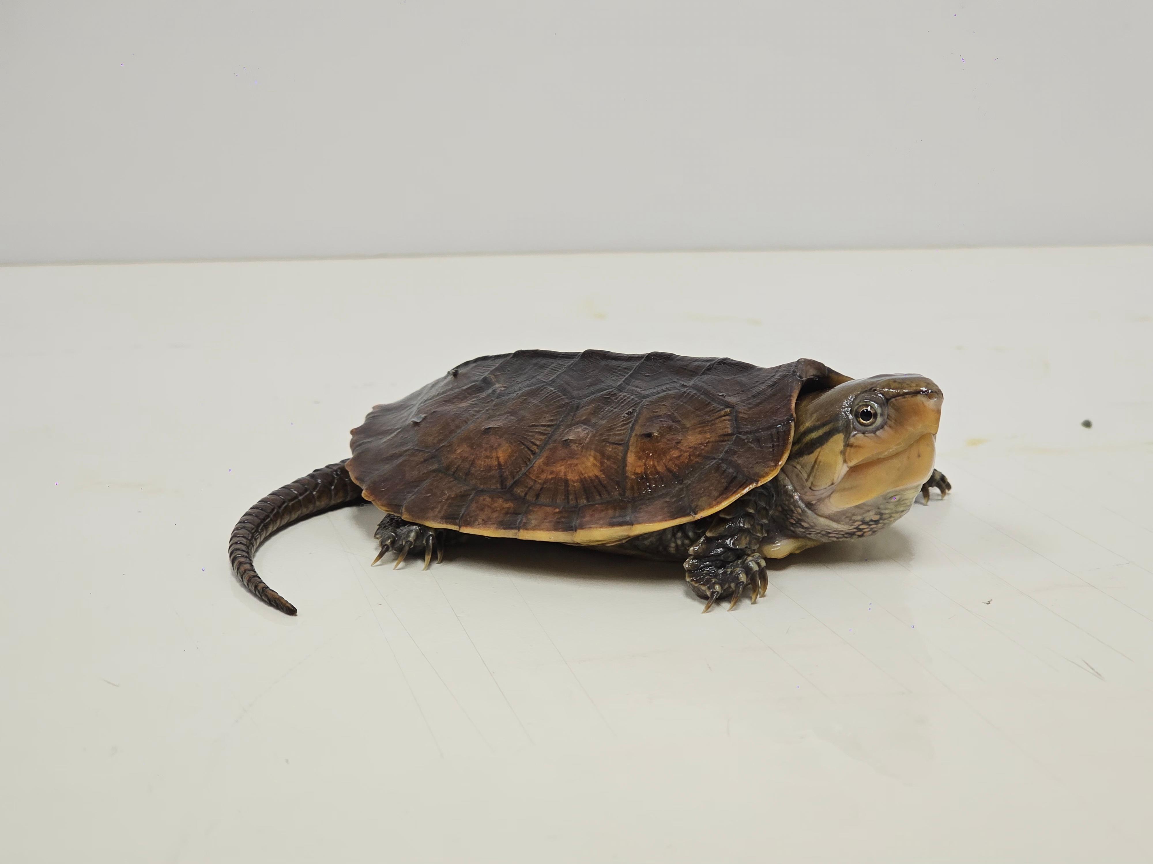The Agriculture, Fisheries and Conservation Department (AFCD) conducted a blitz operation yesterday evening (March 3). Fourteen reptiles of endangered species were seized from premises in an industrial building in Kwai Chung. Photo shows the seized big-headed turtle.