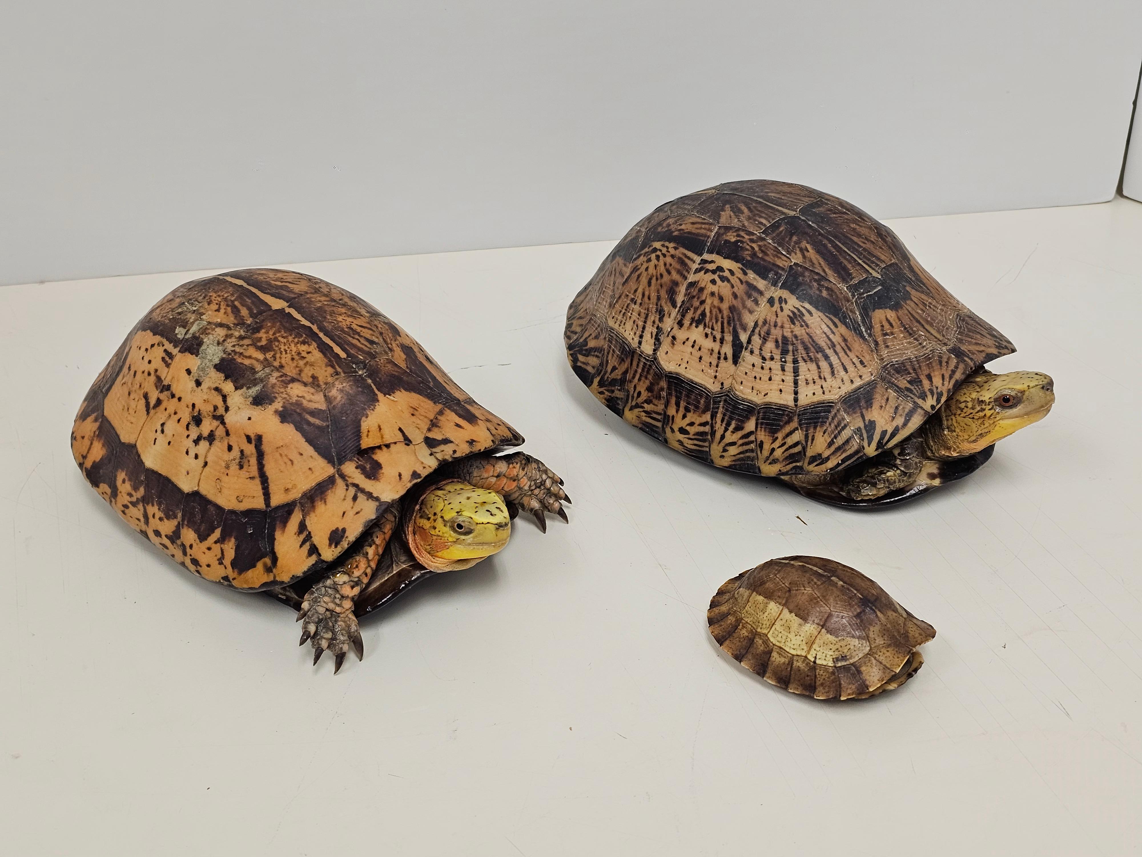 The Agriculture, Fisheries and Conservation Department (AFCD) conducted a blitz operation yesterday evening (March 3). Fourteen reptiles of endangered species were seized from premises in an industrial building in Kwai Chung. Photo shows the seized Indochinese box turtles.
