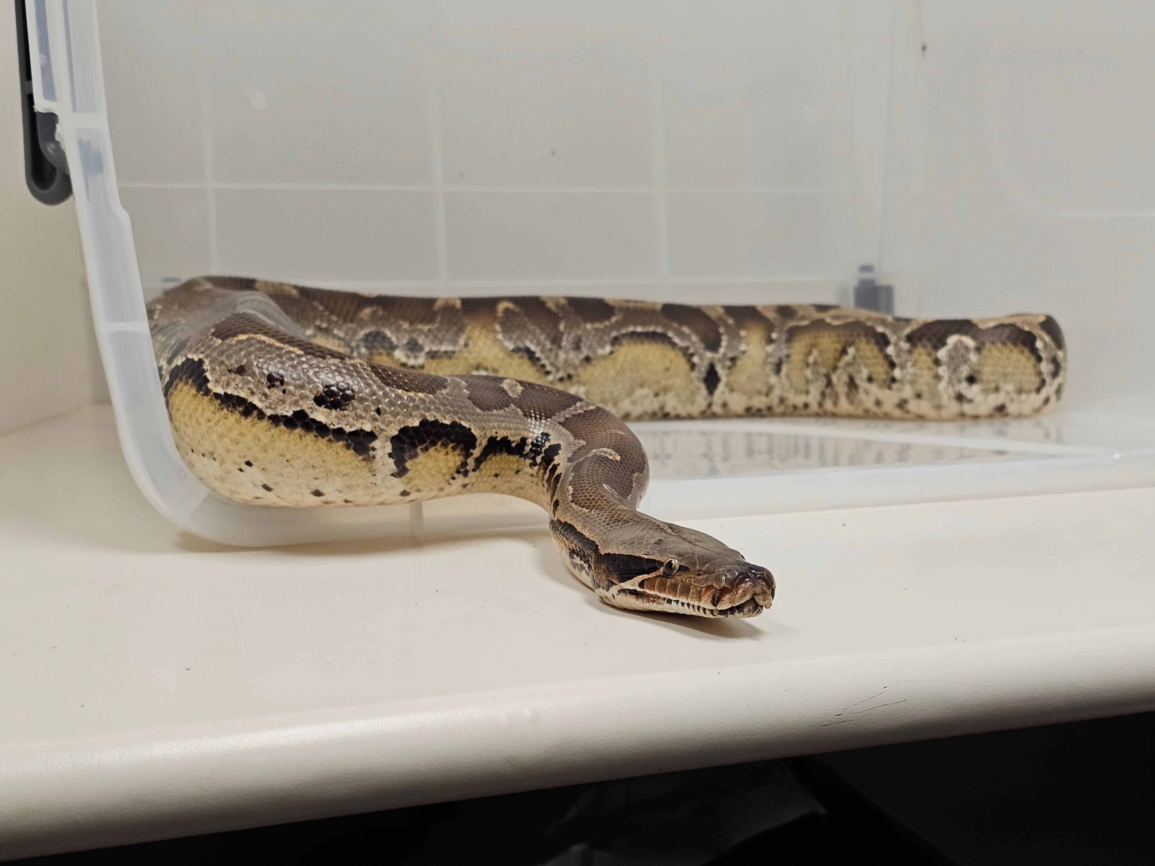 The Agriculture, Fisheries and Conservation Department (AFCD) conducted a blitz operation yesterday evening (March 3). Fourteen reptiles of endangered species were seized from premises in an industrial building in Kwai Chung. Photo shows the seized blood python.