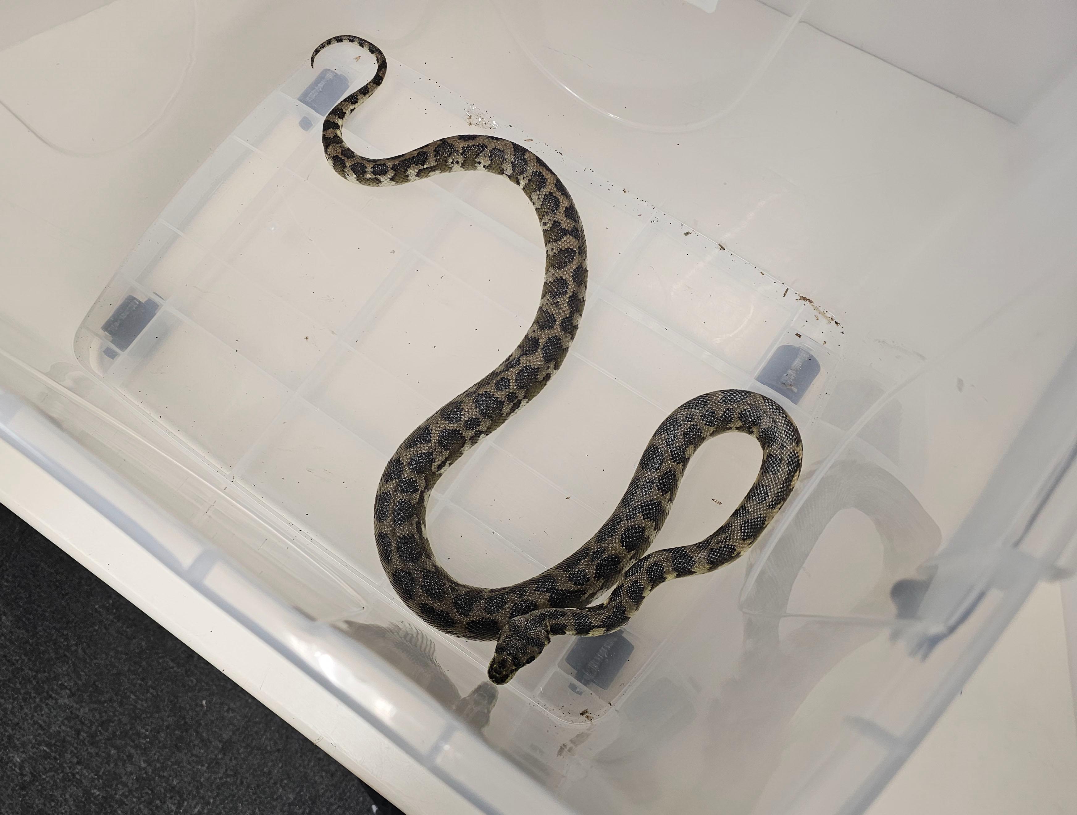 The Agriculture, Fisheries and Conservation Department (AFCD) conducted a blitz operation yesterday evening (March 3). Fourteen reptiles of endangered species were seized from premises in an industrial building in Kwai Chung. Photo shows the seized carpet python.