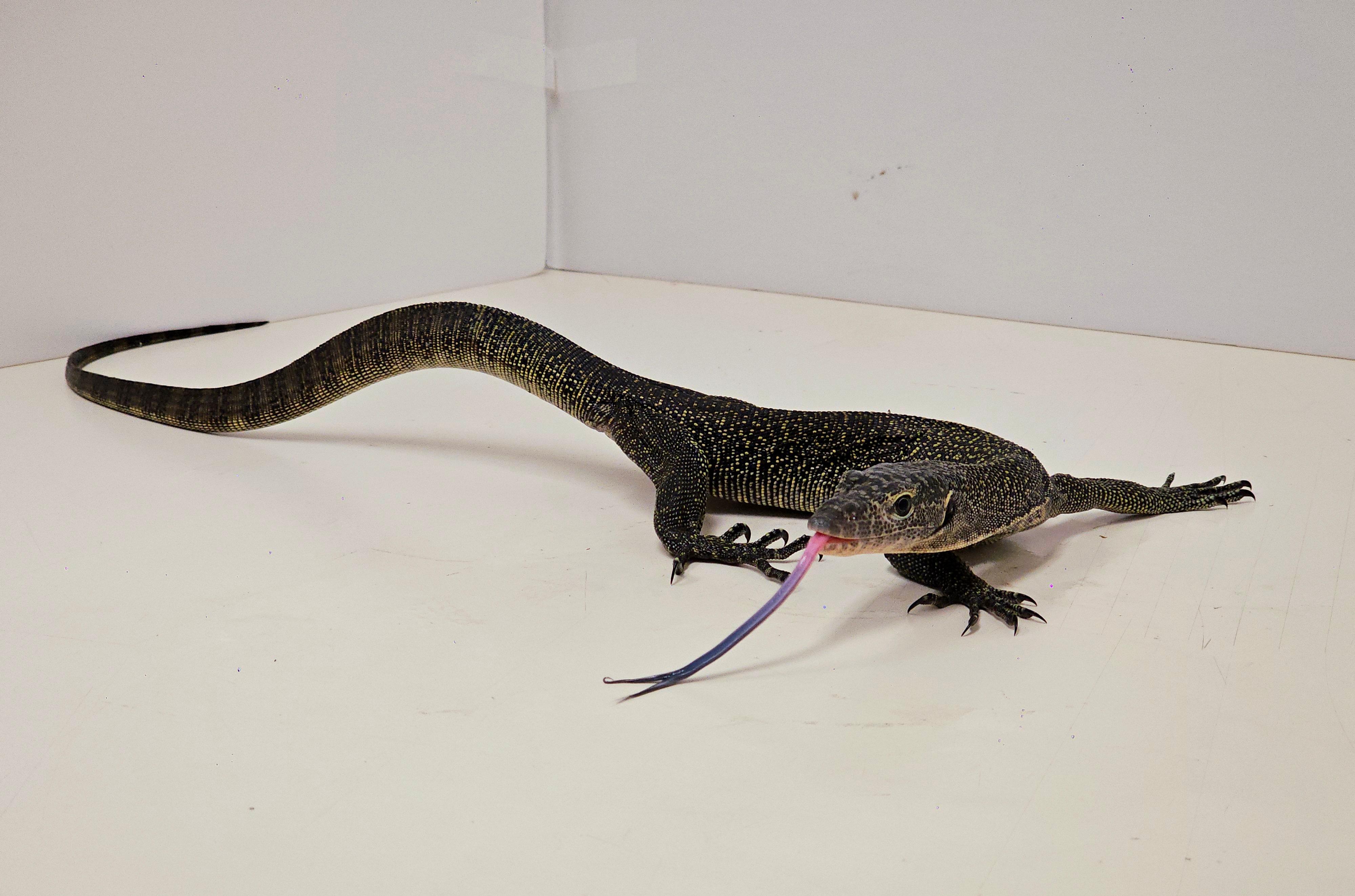 The Agriculture, Fisheries and Conservation Department (AFCD) conducted a blitz operation yesterday evening (March 3). Fourteen reptiles of endangered species were seized from premises in an industrial building in Kwai Chung. Photo shows one of the seized monitor lizards.