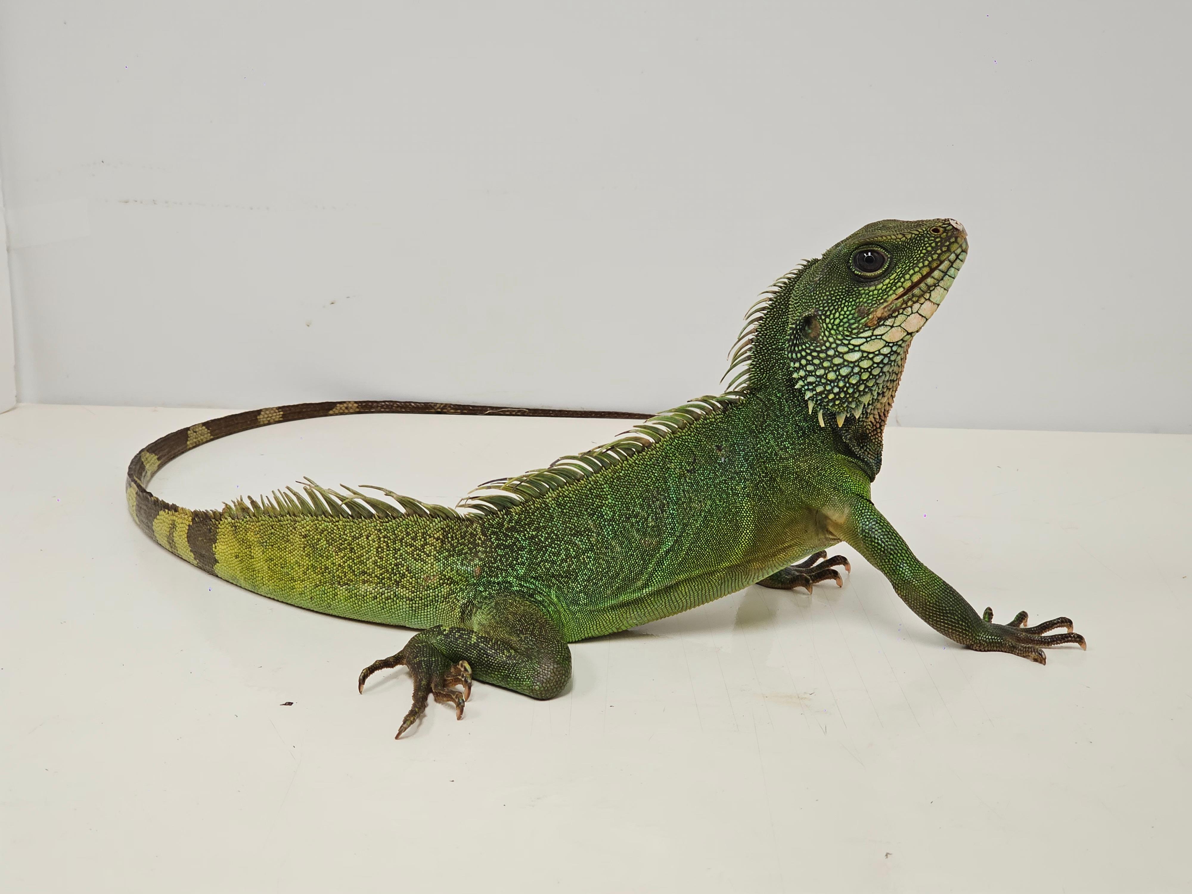 The Agriculture, Fisheries and Conservation Department (AFCD) conducted a blitz operation yesterday evening (March 3). Fourteen reptiles of endangered species were seized from premises in an industrial building in Kwai Chung. Photo shows the seized Chinese water dragon.