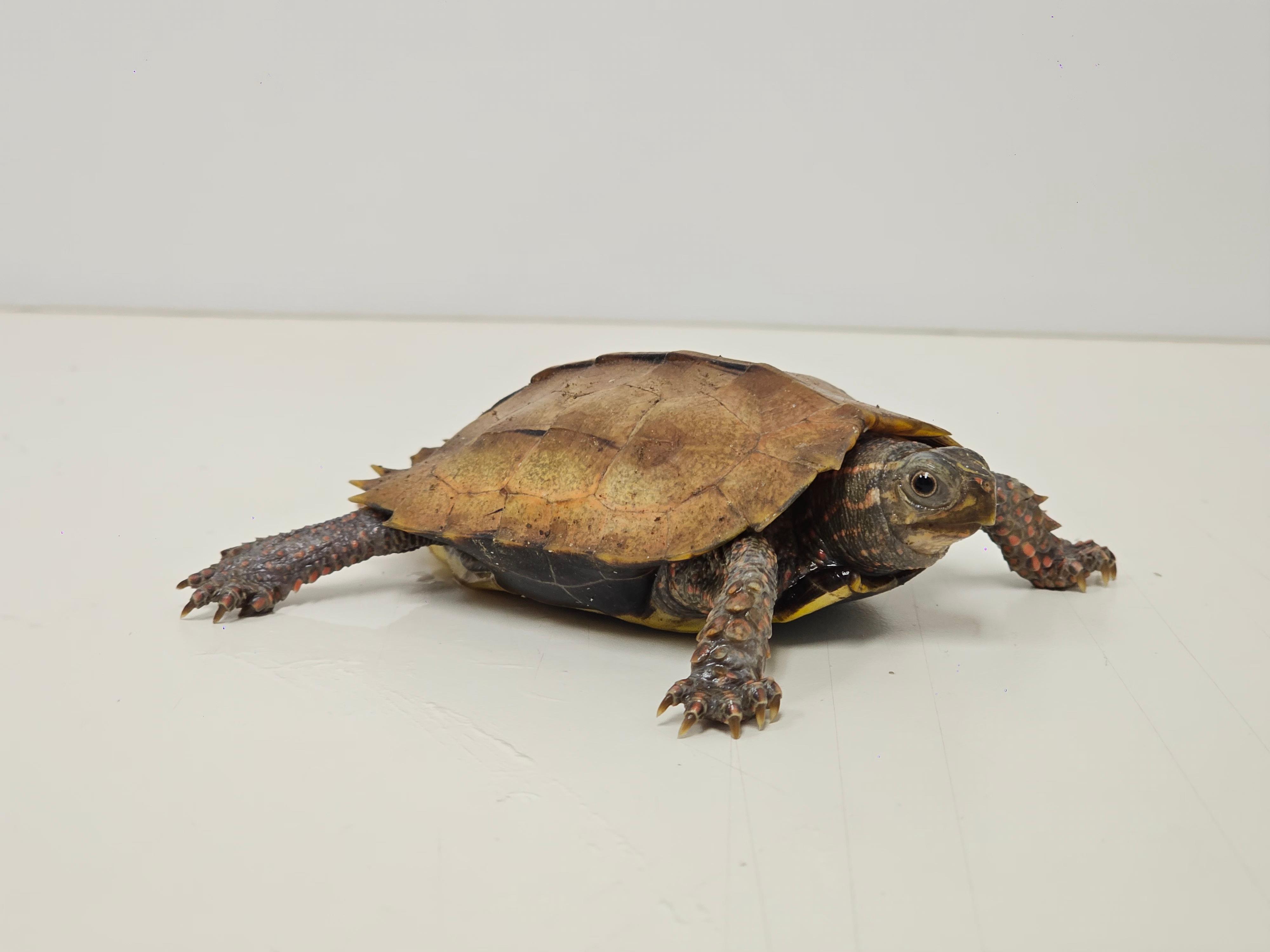 The Agriculture, Fisheries and Conservation Department (AFCD) conducted a blitz operation yesterday evening (March 3). Fourteen reptiles of endangered species were seized from premises in an industrial building in Kwai Chung. Photo shows the seized black-breasted leaf turtle.