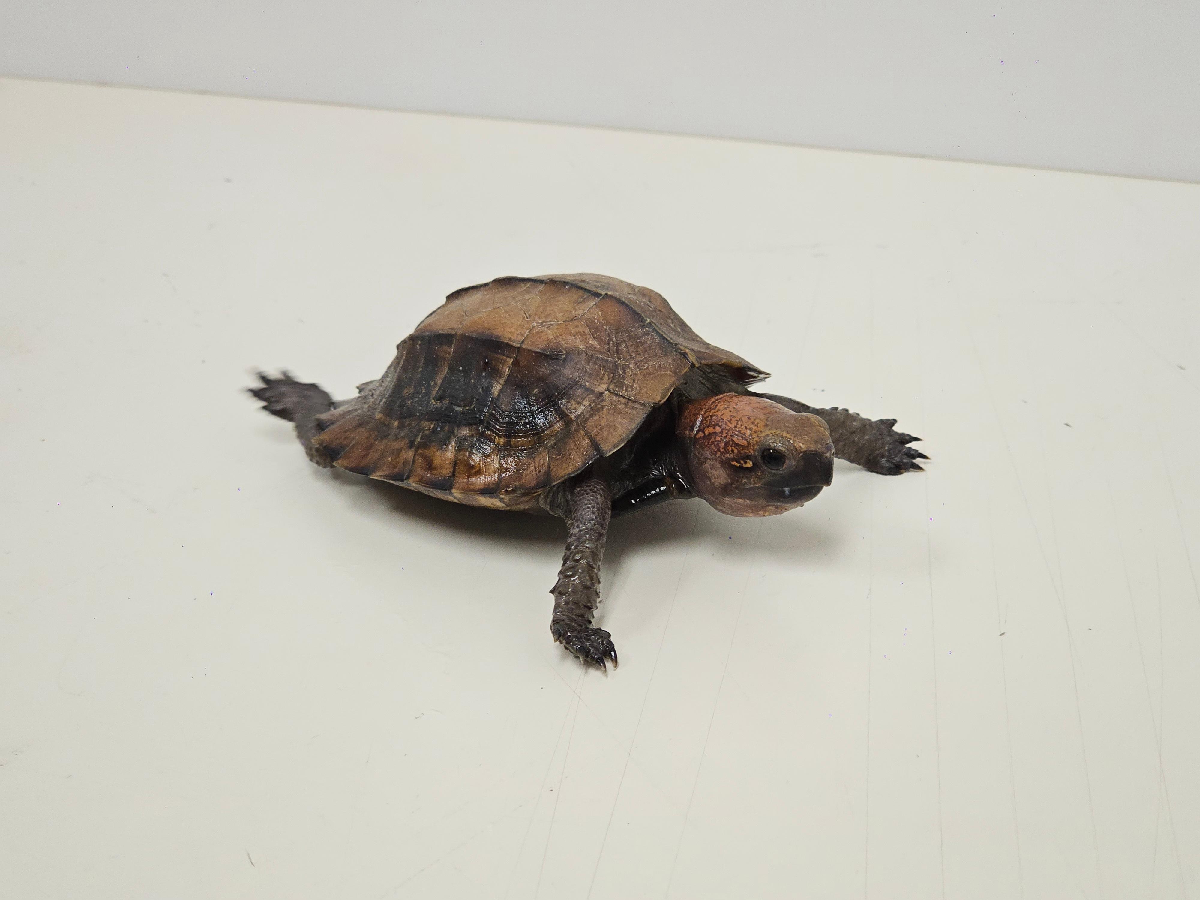 The Agriculture, Fisheries and Conservation Department (AFCD) conducted a blitz operation yesterday evening (March 3). Fourteen reptiles of endangered species were seized from premises in an industrial building in Kwai Chung. Photo shows the seized keeled box turtle.