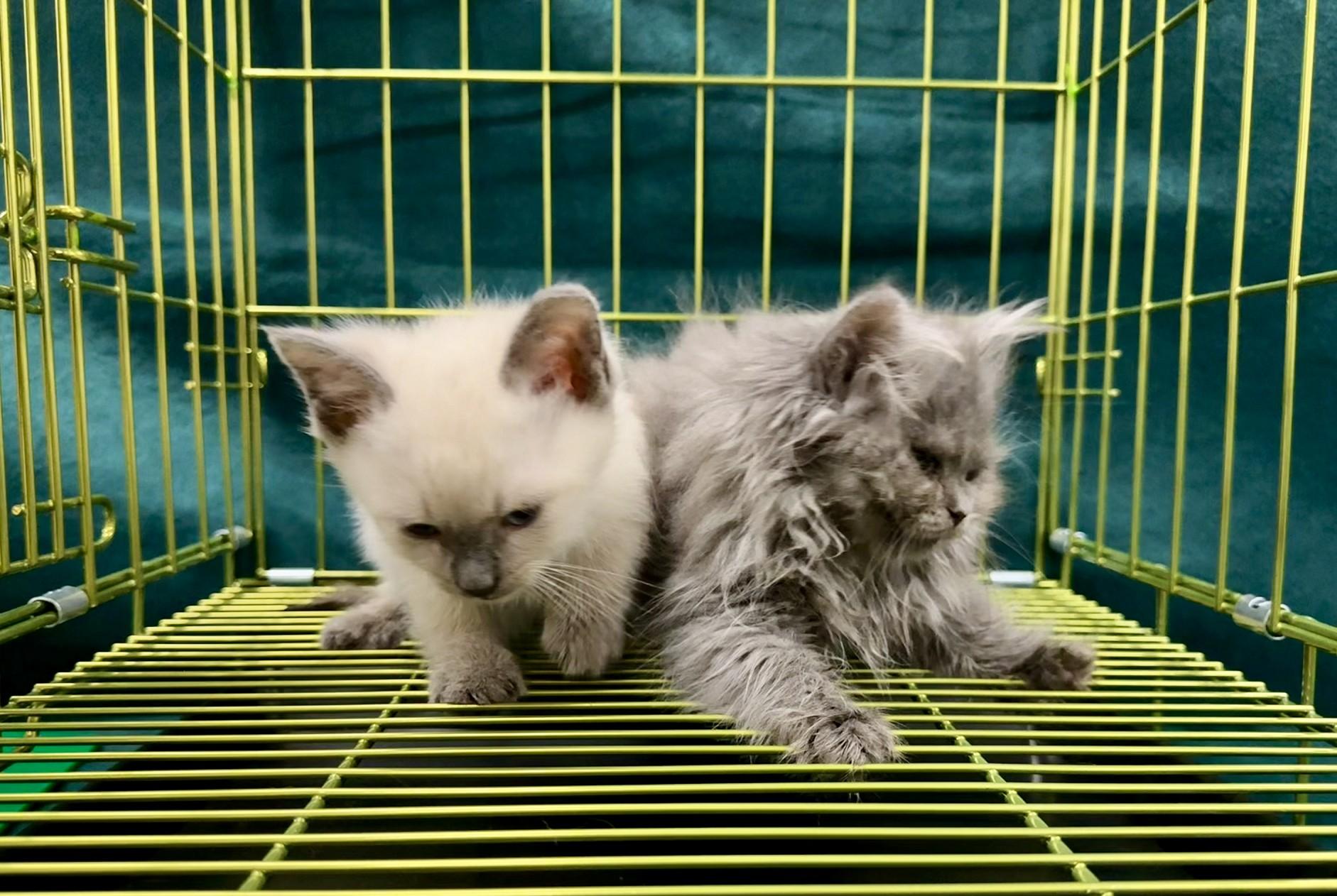 香港海關昨日（三月四日）在羅湖管制站偵破一宗懷疑非法進口動物的案件，檢獲兩隻懷疑非法進口貓，估計市值共約三萬八千元。圖示檢獲的懷疑非法進口貓。