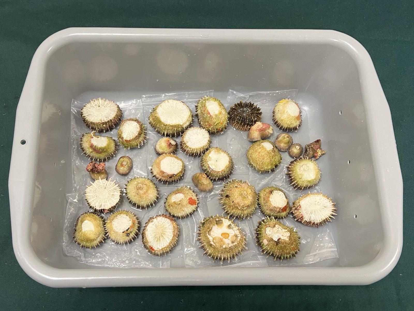 Hong Kong Customs yesterday (March 7) seized 31 corals of suspected scheduled endangered species with a total estimated market value of about $3,100 at the Lok Ma Chau Spur Line Control Point. Photo shows the corals of suspected scheduled endangered species seized.
