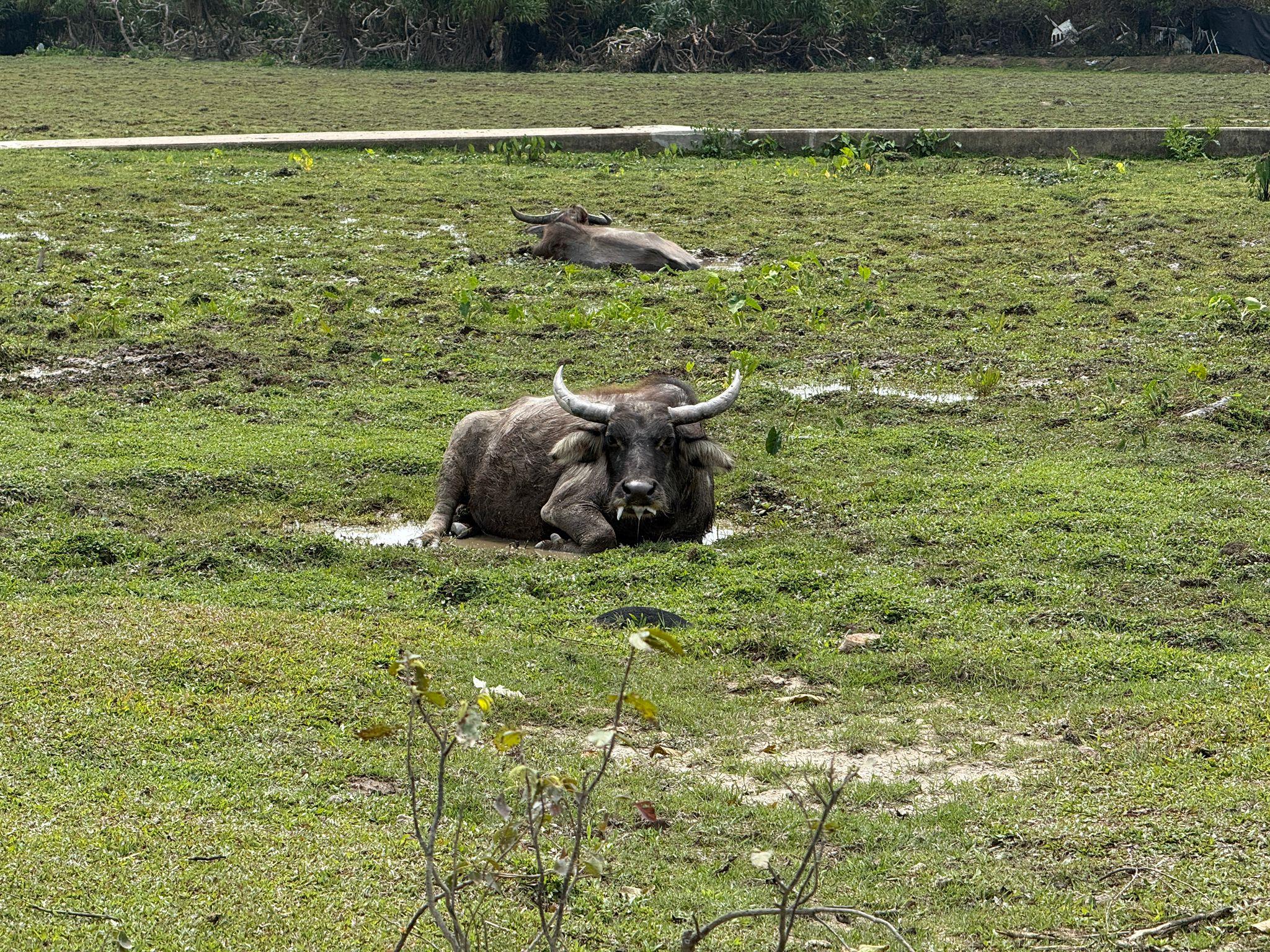圖示環境保護署人員今日(三月九日)到貝澳濕地進行巡查,結果顯示濕地狀況良好,生態環境正全面恢復。
