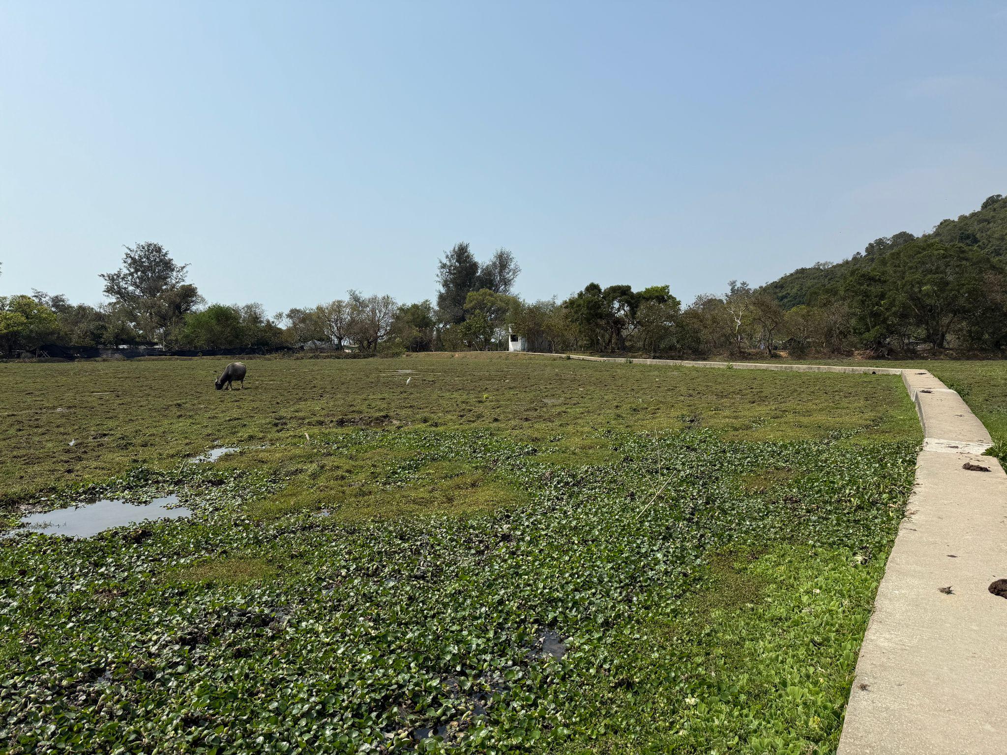 Photo shows the Pui O wetland that has been inspected by Environmental Protection Department staff today (March 9). The inspection shows that the wetland is in good condition and that the ecological environment is fully recovering.