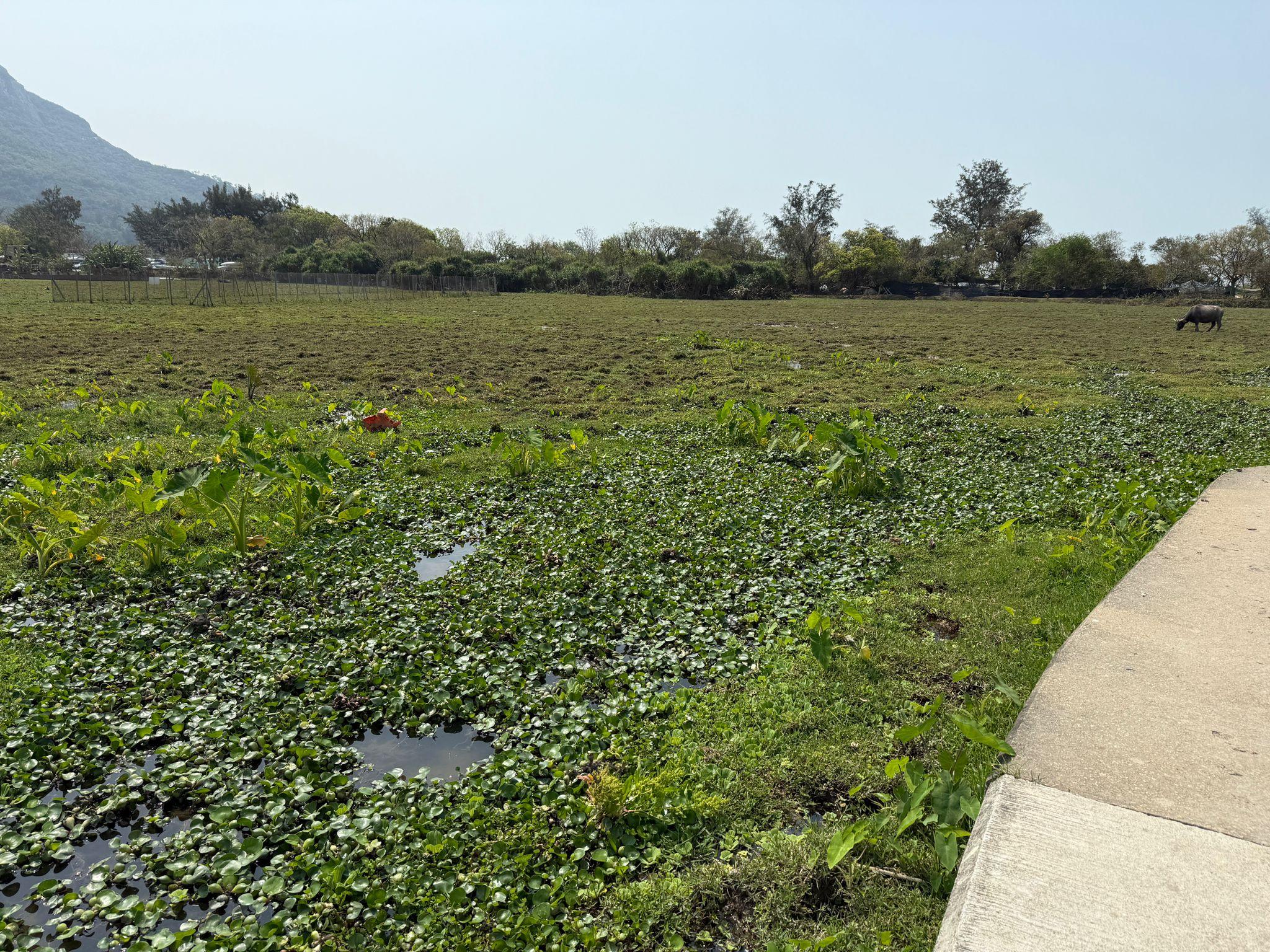 Photo shows the Pui O wetland that has been inspected by Environmental Protection Department staff today (March 9). The inspection shows that the wetland is in good condition and that the ecological environment is fully recovering.
