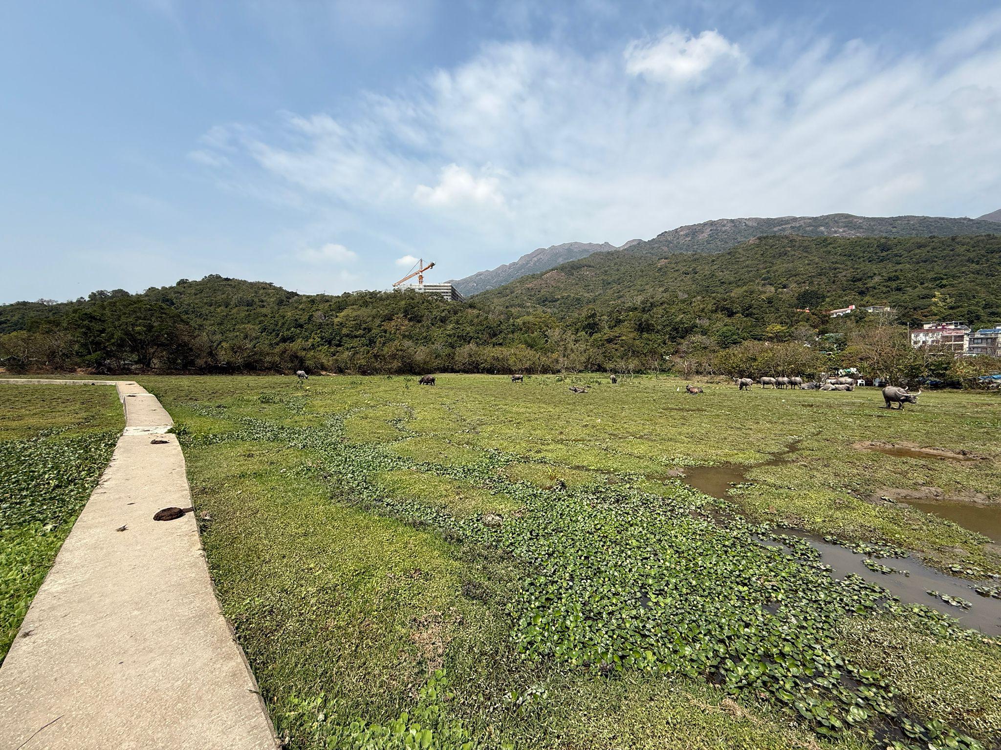 Photo shows the Pui O wetland that has been inspected by Environmental Protection Department staff today (March 9). The inspection shows that the wetland is in good condition and that the ecological environment is fully recovering.