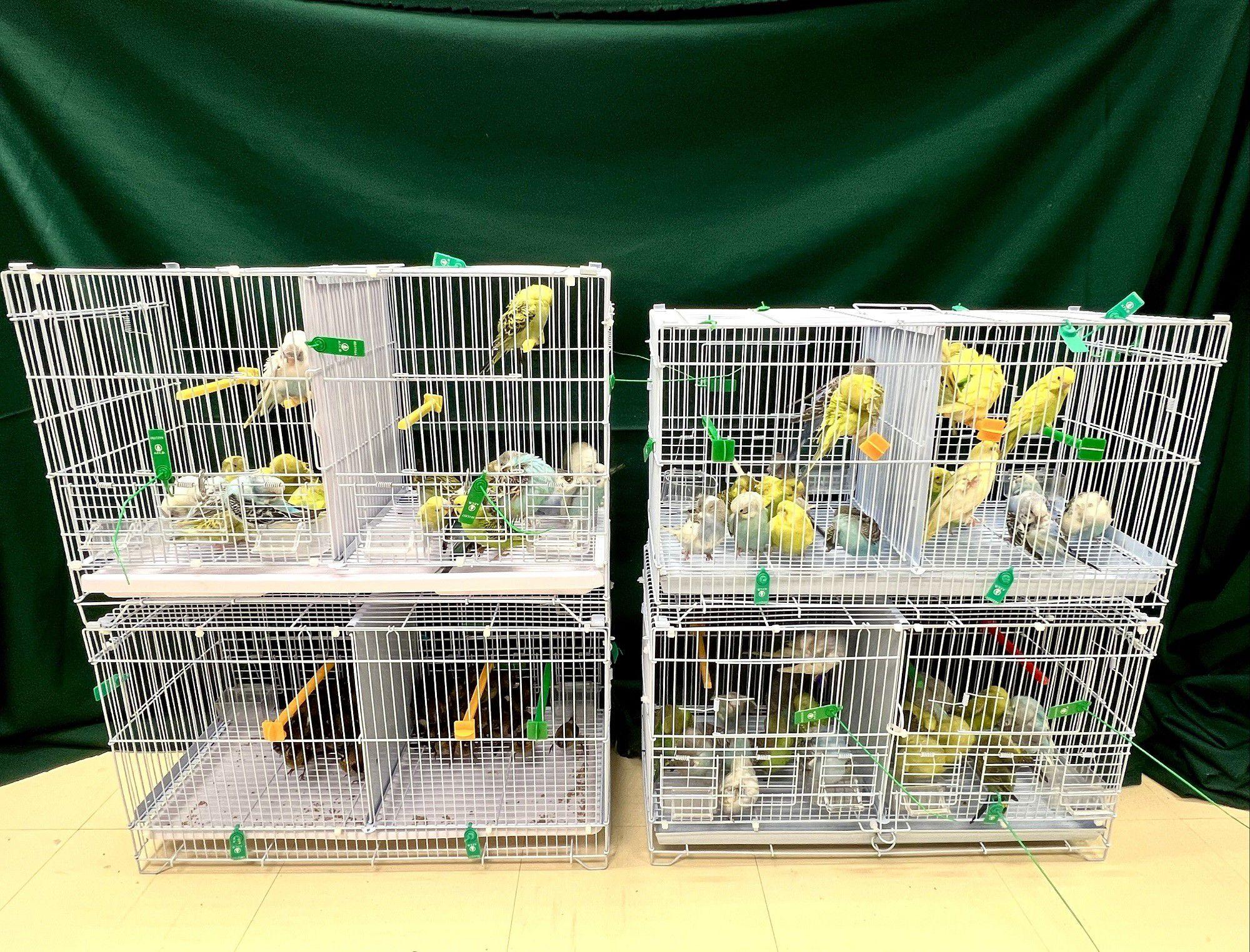 Hong Kong Customs today (March 9) detected a suspected case of illegal importing of live birds at the Lo Wu Control Point. 111 live birds with an estimated market value of about $22,000 were seized. Photo shows the suspected illegally imported live birds seized.
