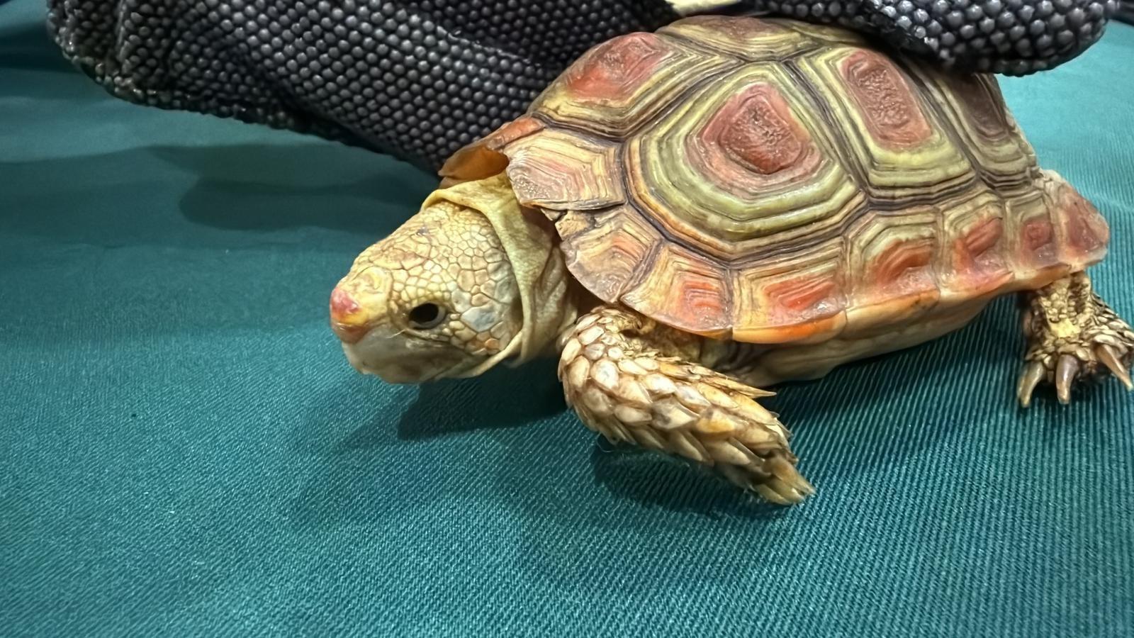  香港海關昨日（三月九日）在香港國際機場檢獲五隻懷疑受管制屬瀕危物種的活龜，估計市值約三萬九千元。圖示其中一隻檢獲的懷疑受管制屬瀕危物種的活龜。