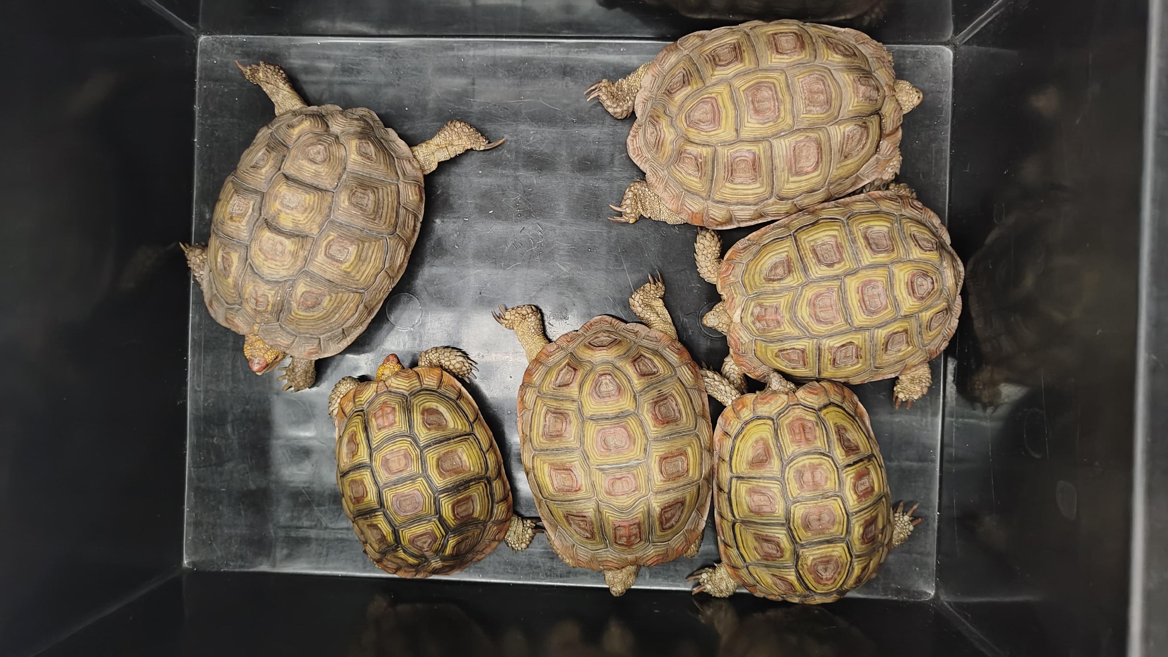 Hong Kong Customs today (March 13) seized 14 tortoises and 25 lizards of suspected scheduled endangered species at Hong Kong International Airport. Photo shows some of the suspected scheduled endangered tortoises seized.

