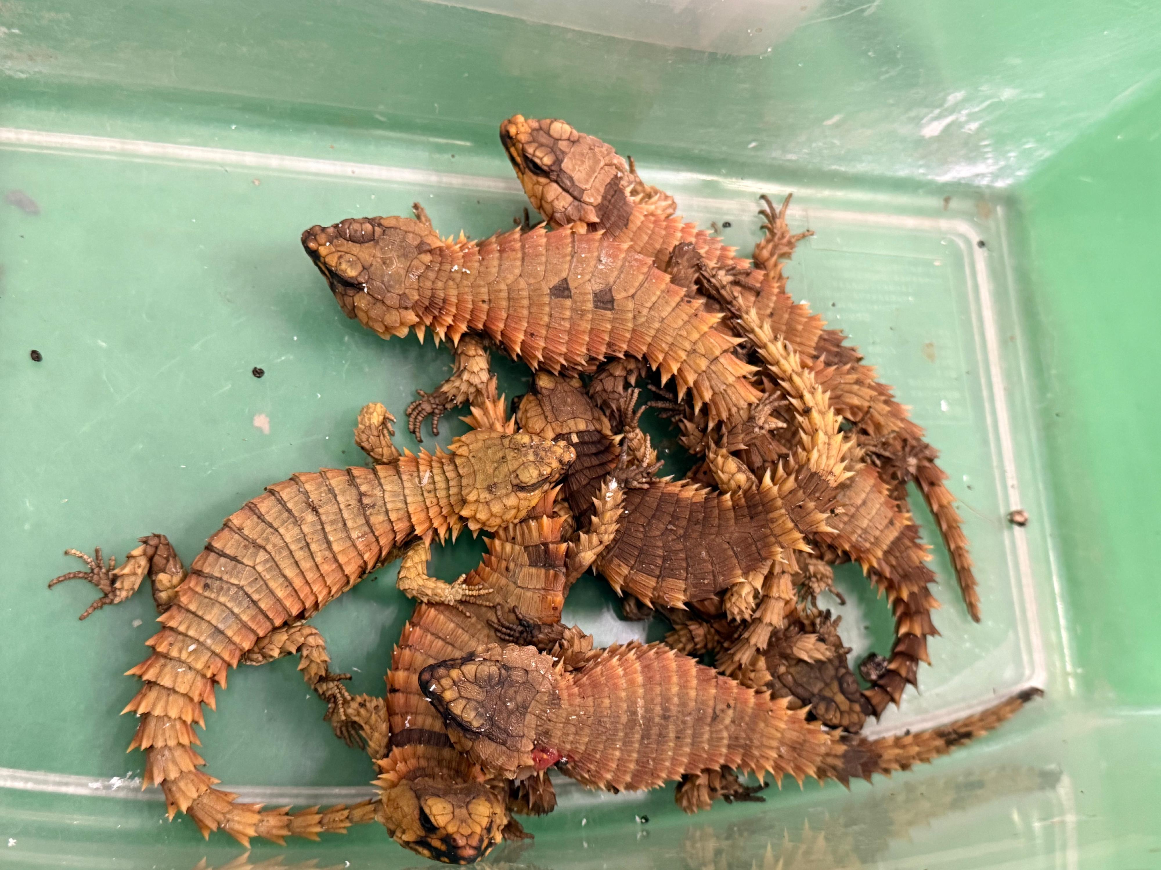 Hong Kong Customs today (March 13) seized 14 tortoises and 25 lizards of suspected scheduled endangered species at Hong Kong International Airport. Photo shows some of the suspected scheduled endangered lizards seized.
