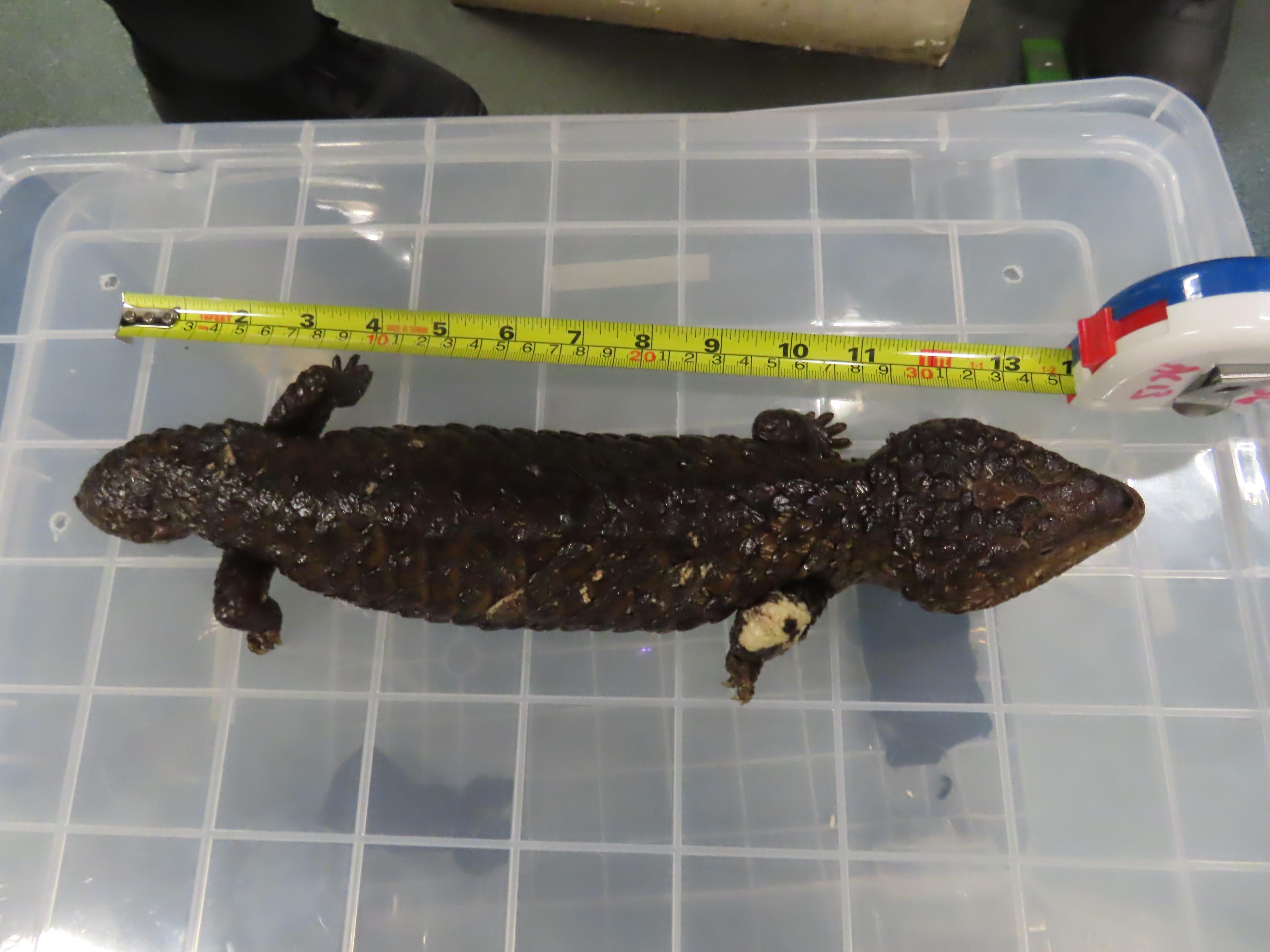 Hong Kong Customs seized eight live lizards, in which seven were suspected to be scheduled endangered species, and 24 live snakes, with a total estimated market value of about $600,000. Photo shows one of the live lizards suspected to be scheduled endangered species seized.